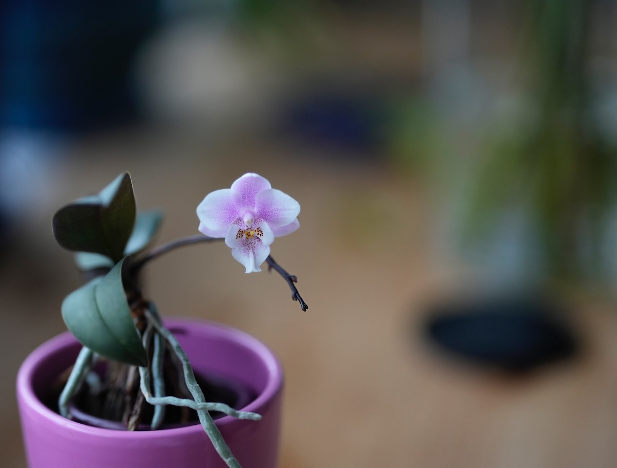 Mini Orchid*.jpeg