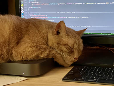 minicat.jpg