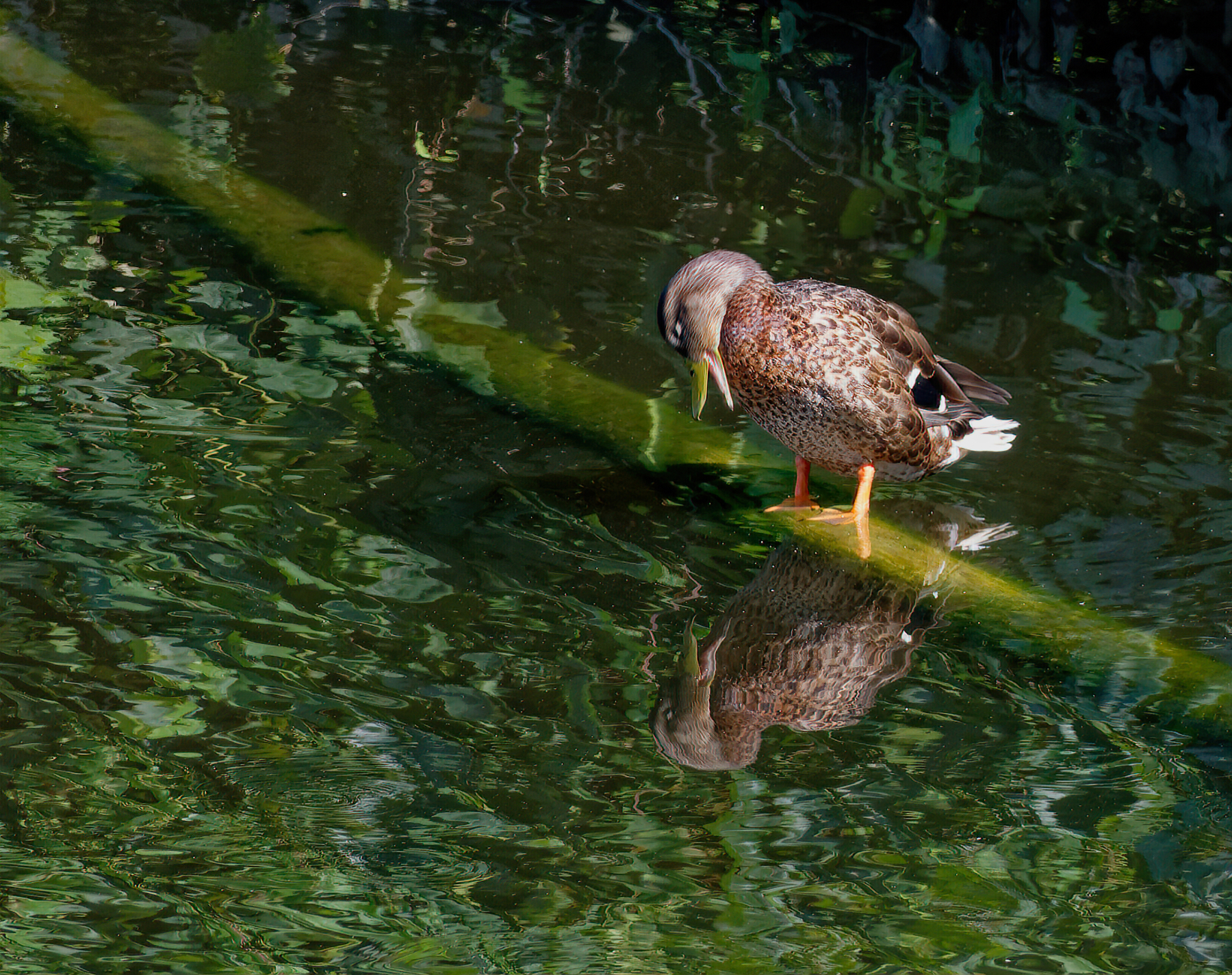 Mirror, Mirror, in the Lake, Who's the Fairest Duck of All?.jpeg