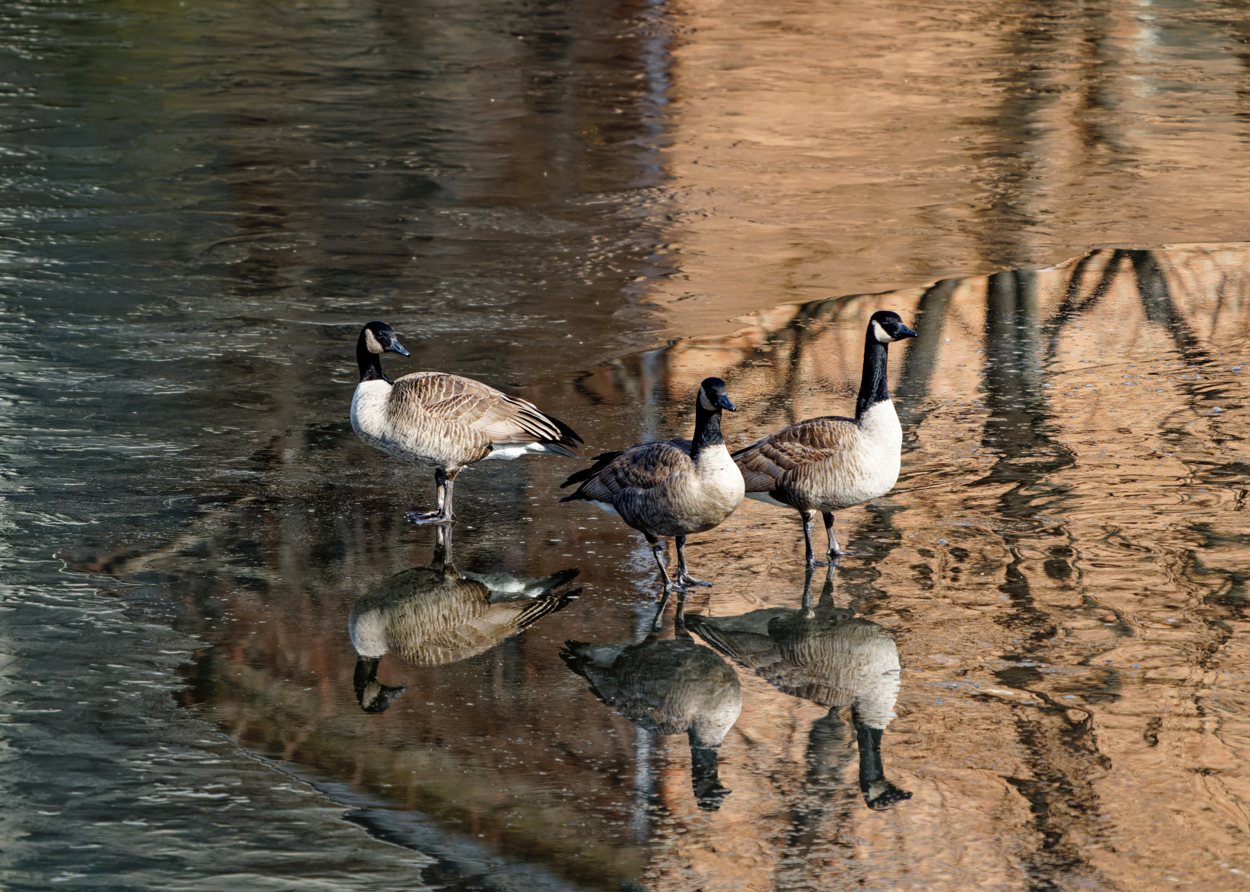 Mirrored Geese.jpeg