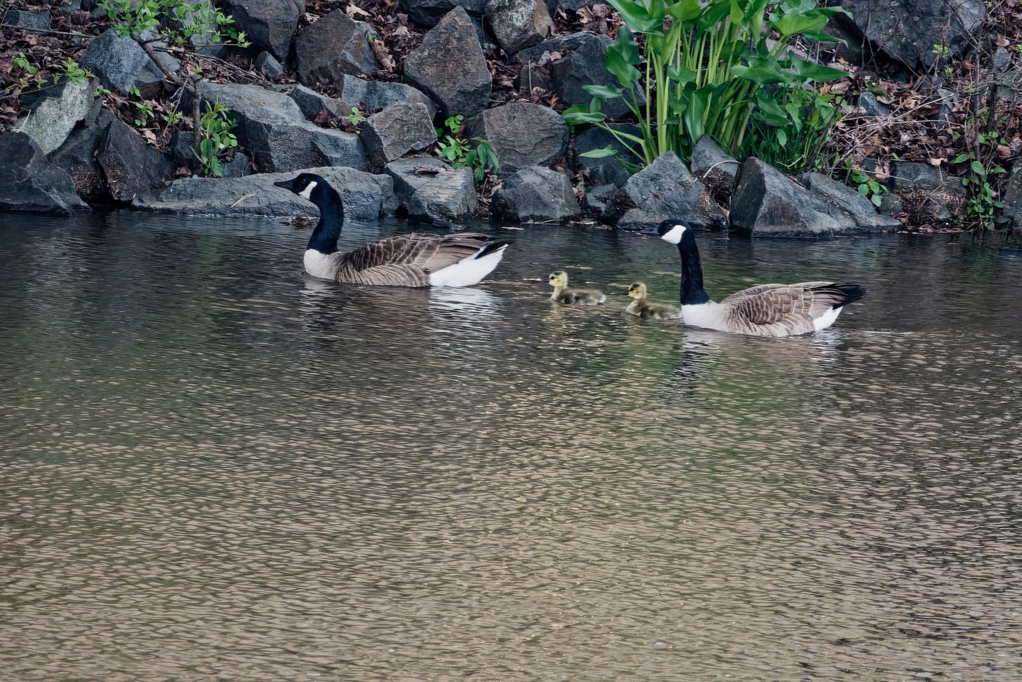 Mom, Dad and Their Two Goslings.jpeg