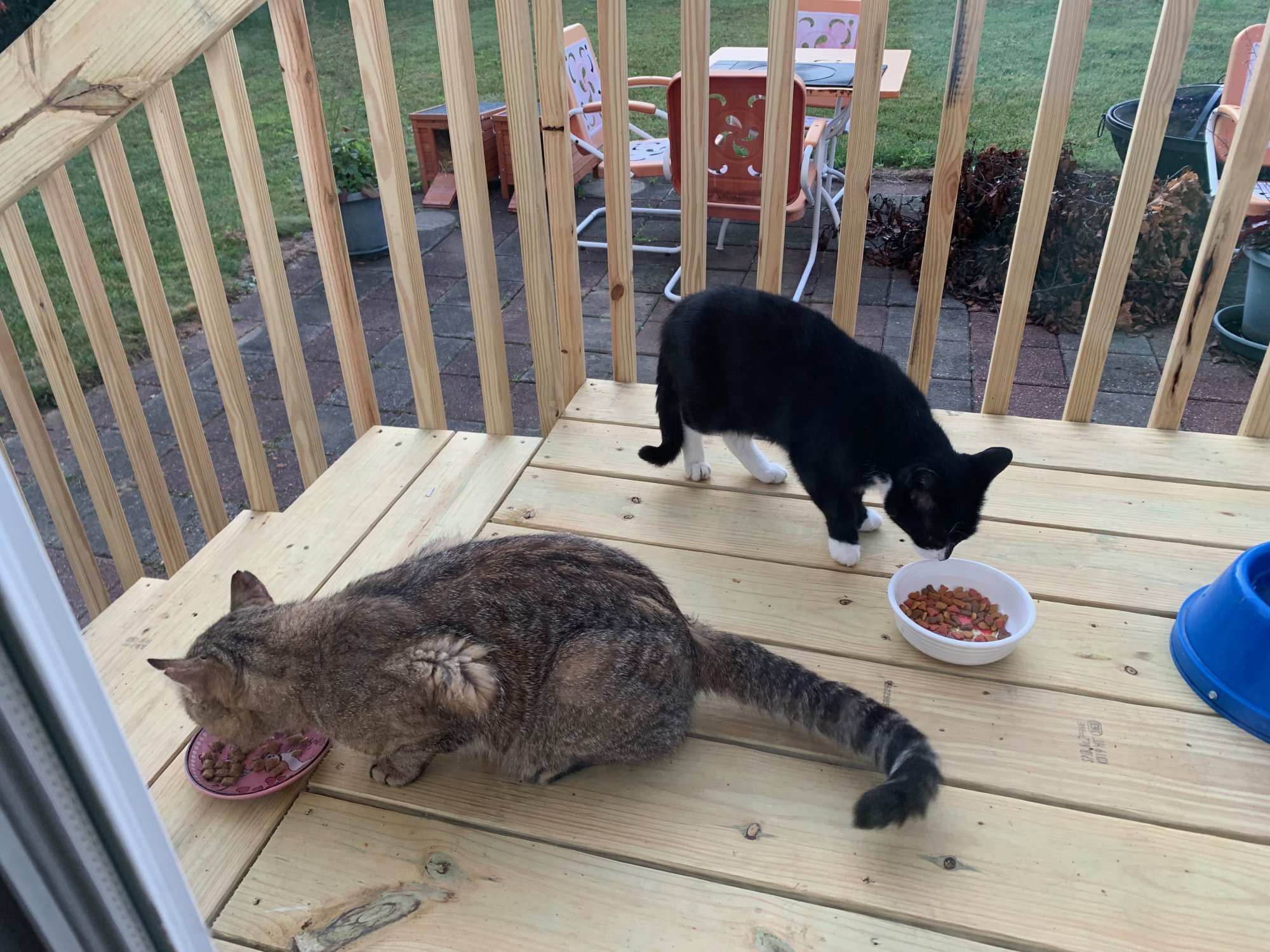 Momma Kitty and brown cat on new deck.jpeg