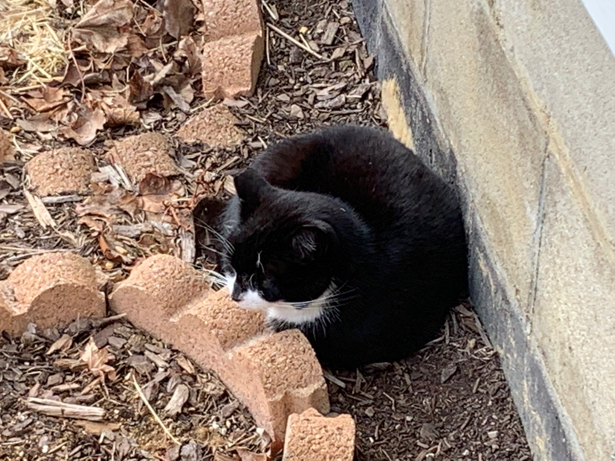 Momma Kitty in flower bed.jpeg