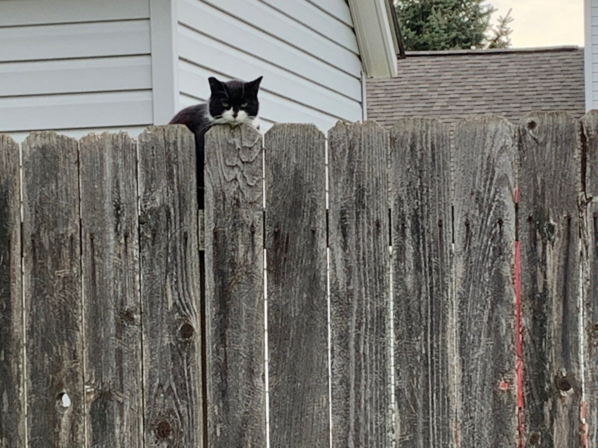 Momma Kitty on back fence.jpeg