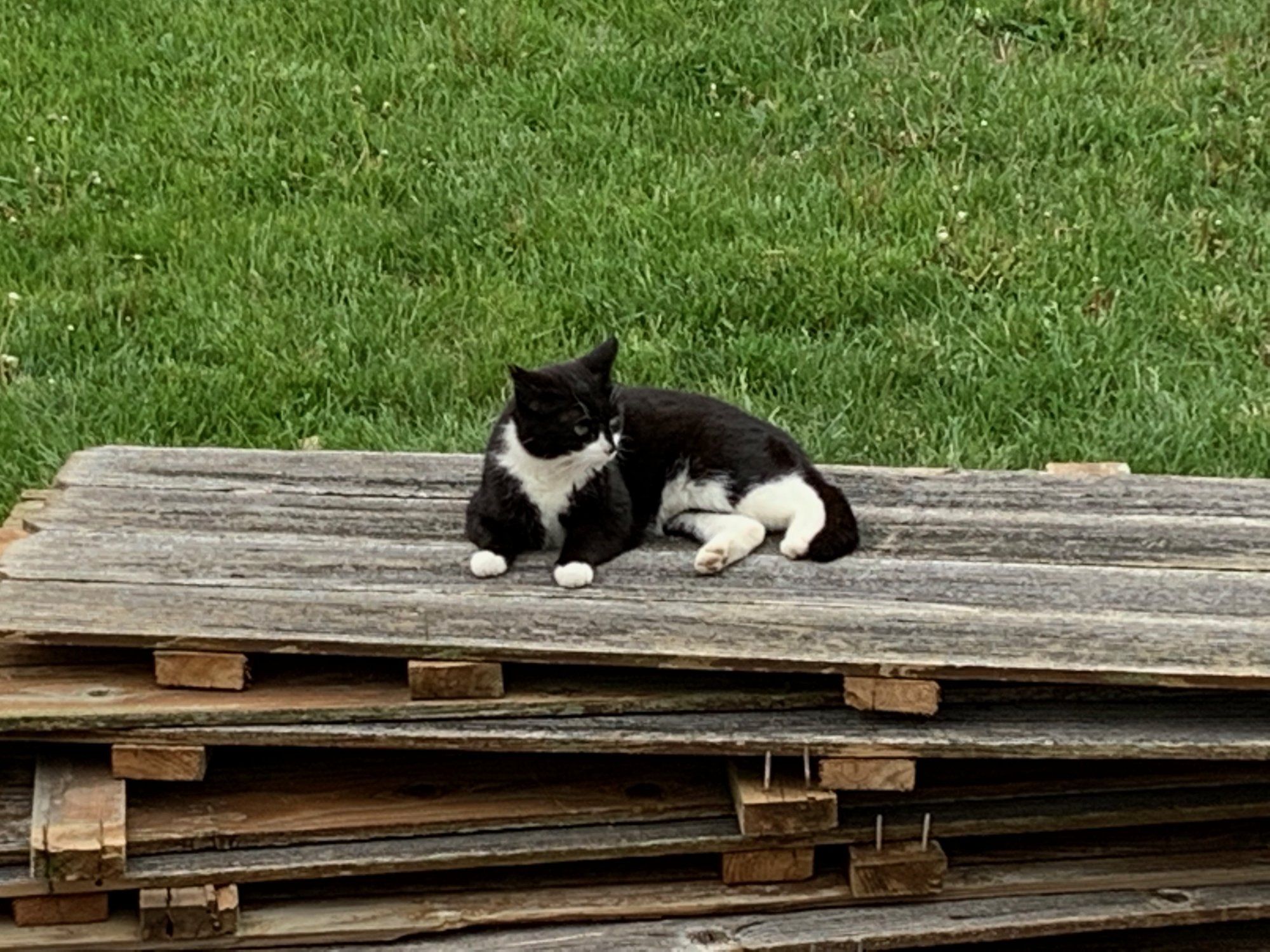 Momma Kitty on stacked wood.jpeg