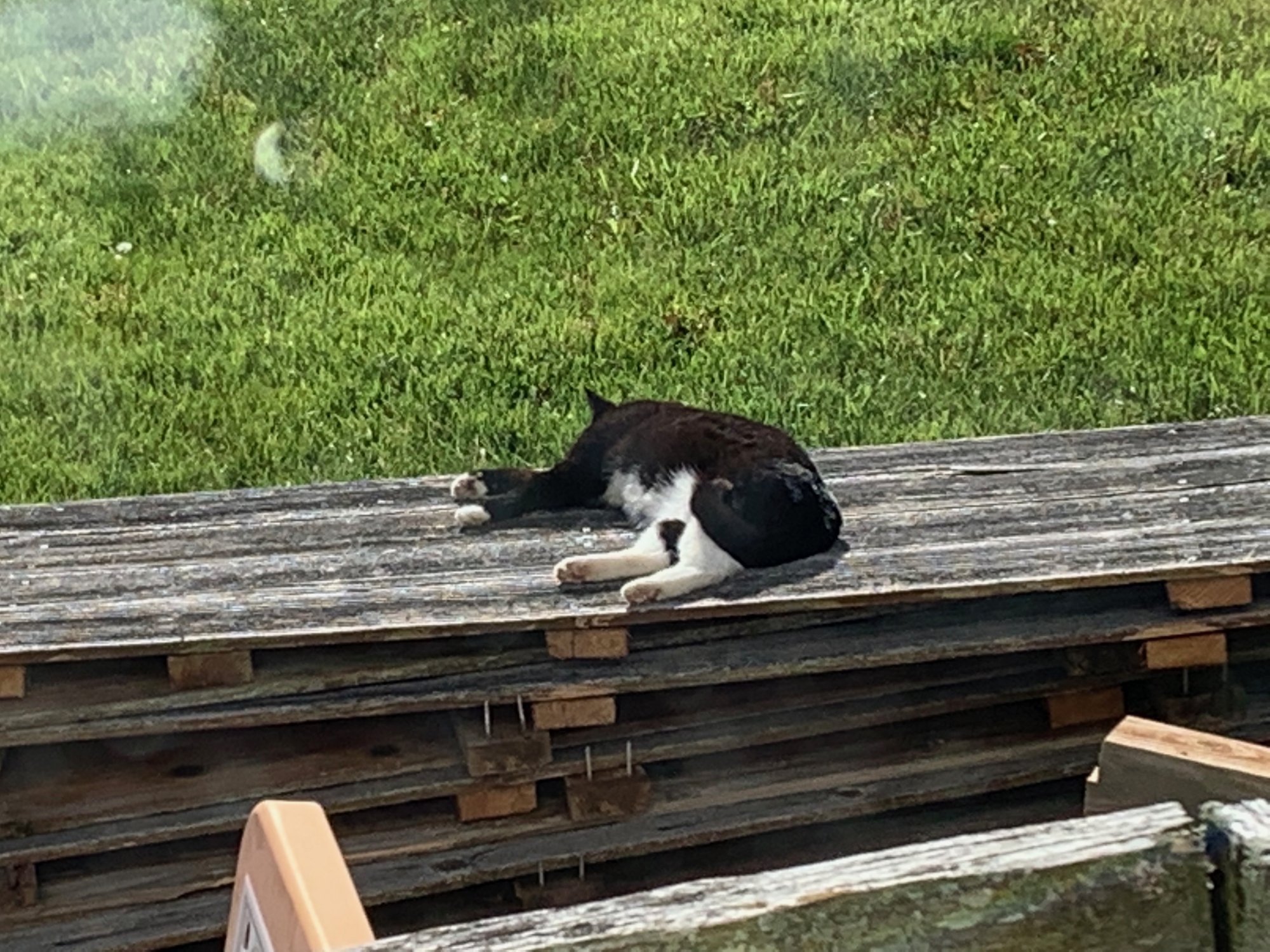 Momma Kitty sleeping on wood pile.jpeg