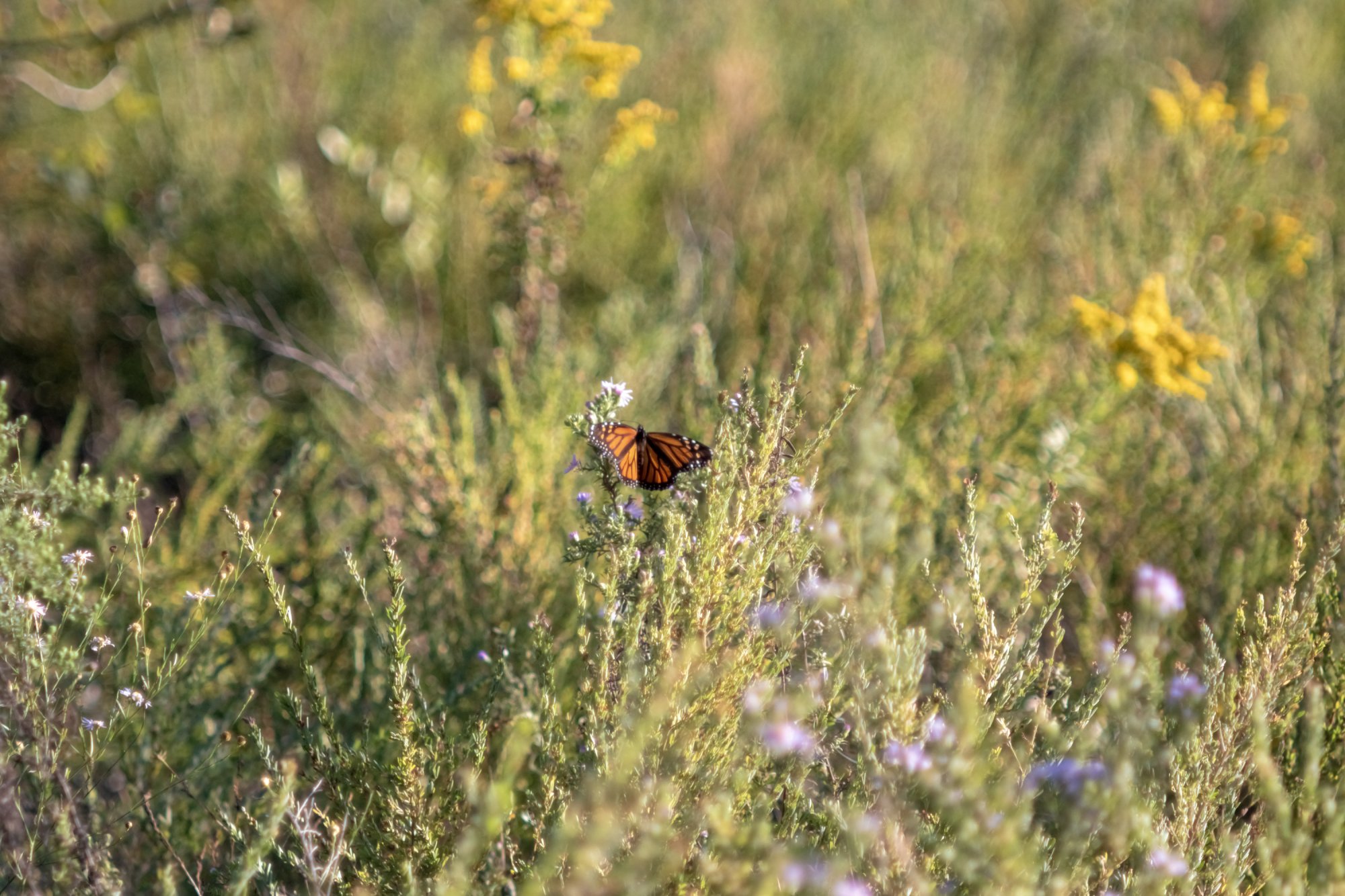 Monarch Aster MRR.jpg