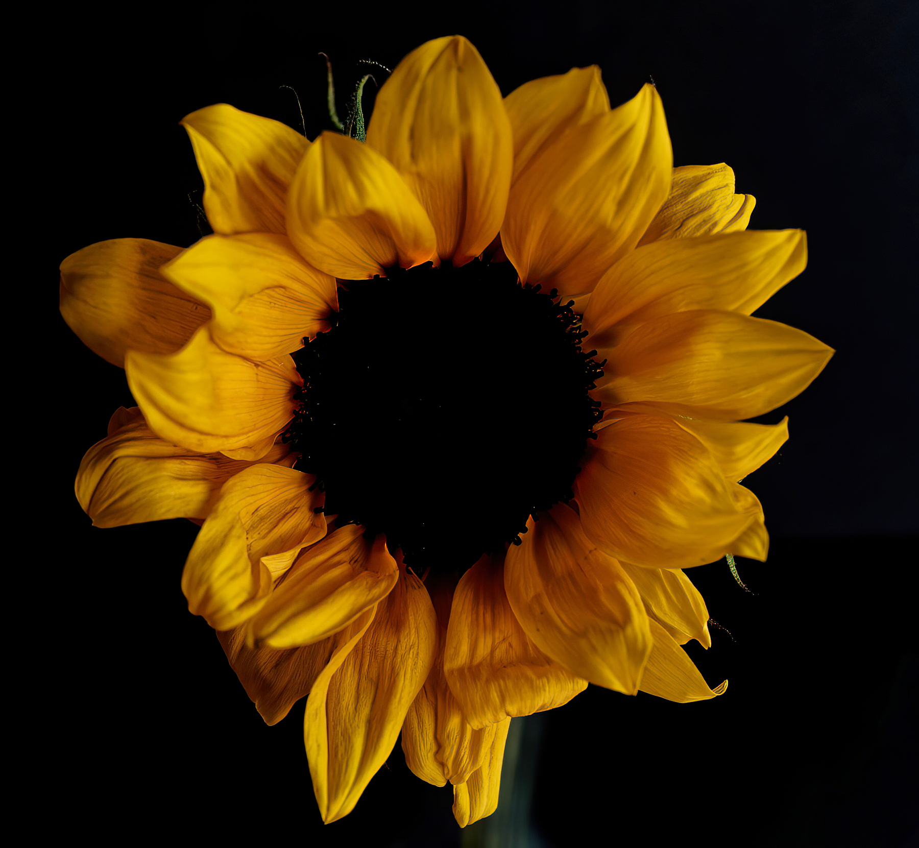 Moody Sunflower.jpeg