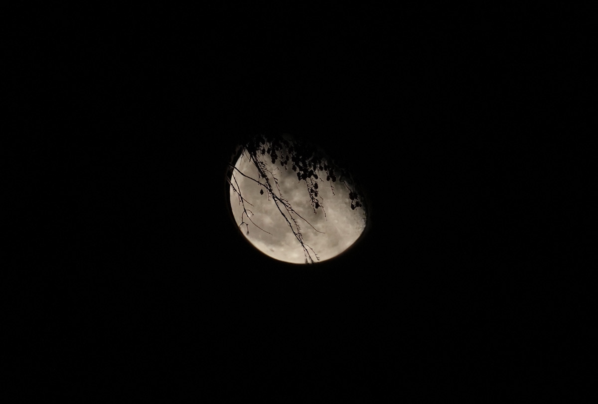 Moon behind branches.jpeg