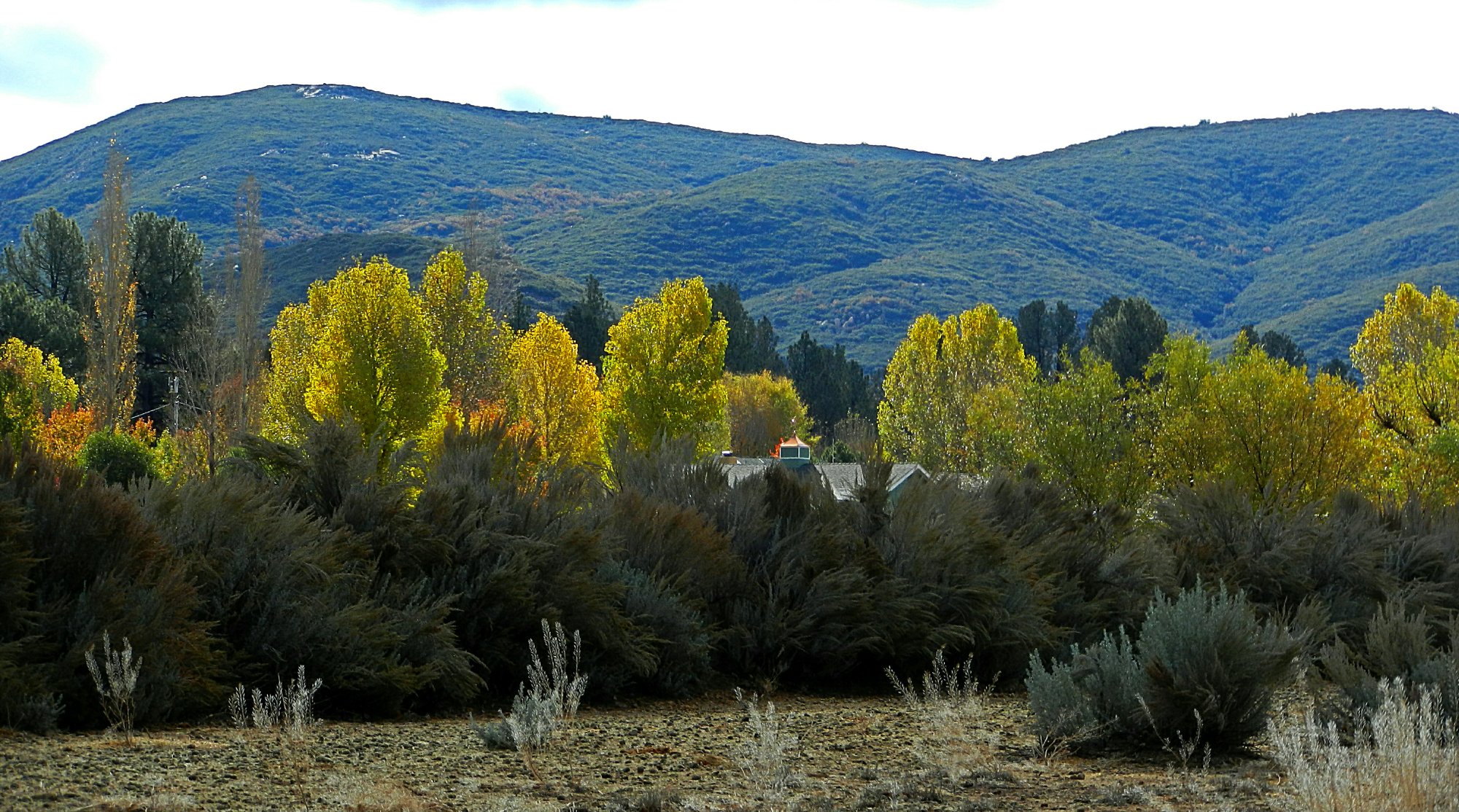 more backlit poplars x.jpg