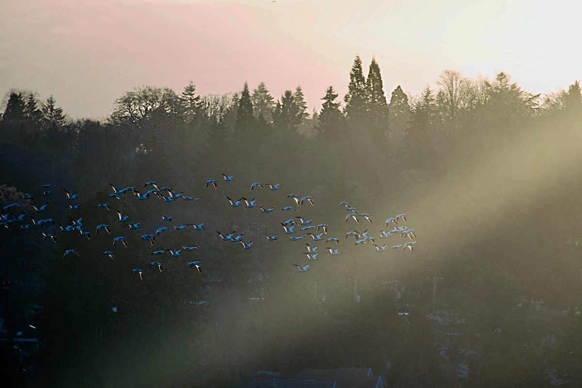 Morning sun on the wings*.jpeg