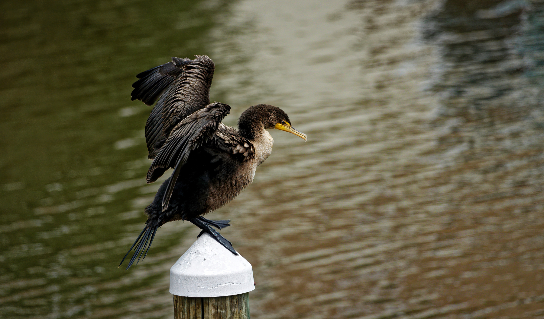 Morrey Displaying His Wings.jpeg