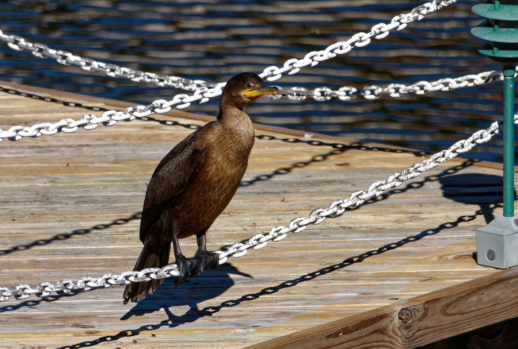 Morrey on the Pier Soaking Up the Sun.jpeg