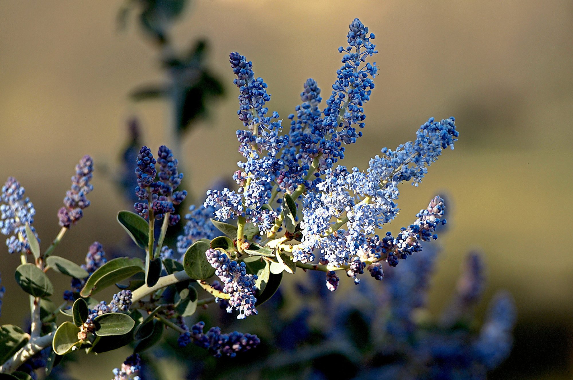 Mountain lilac cropx.jpg