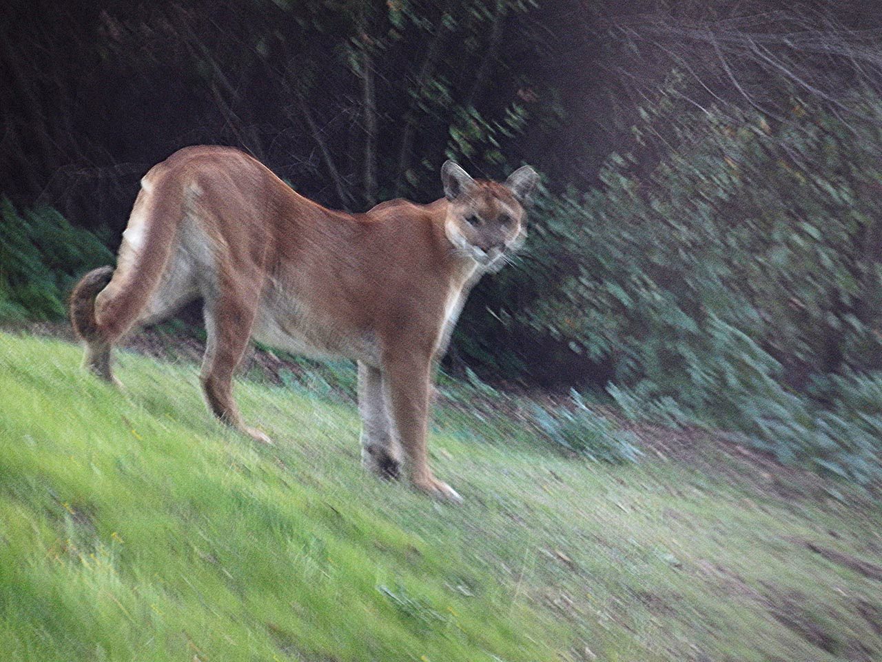 mountain lion coming down hillx.jpg