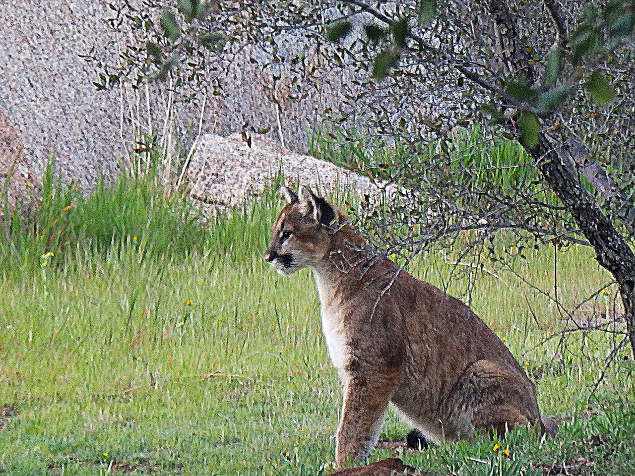 mountain lion cub sittingx 2.jpg