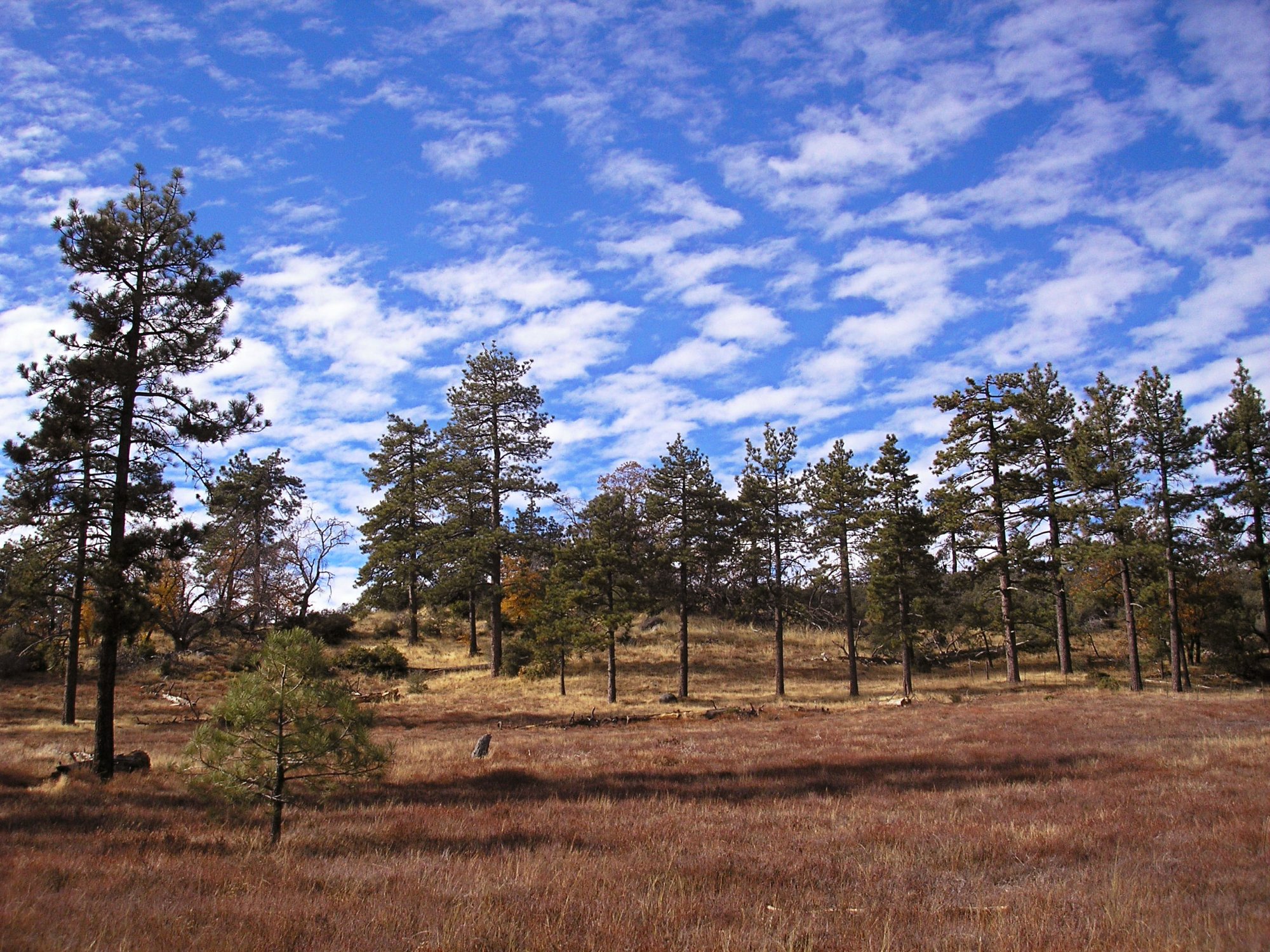 mt Laguna pines & clouds x.jpg