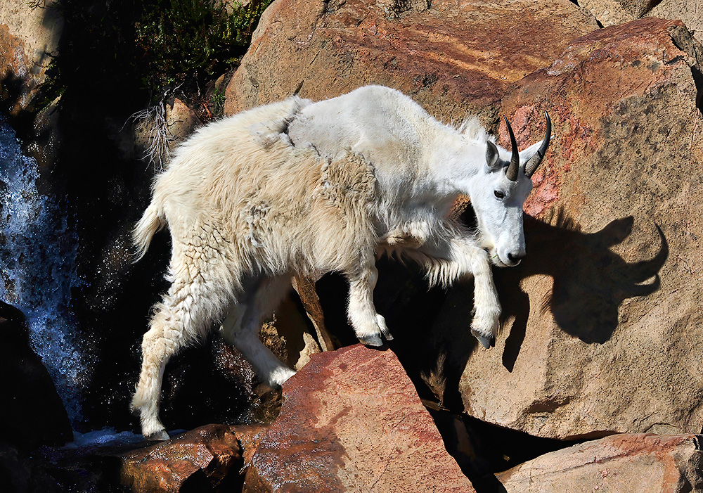 Mt_Goat_2612_1000p.jpg