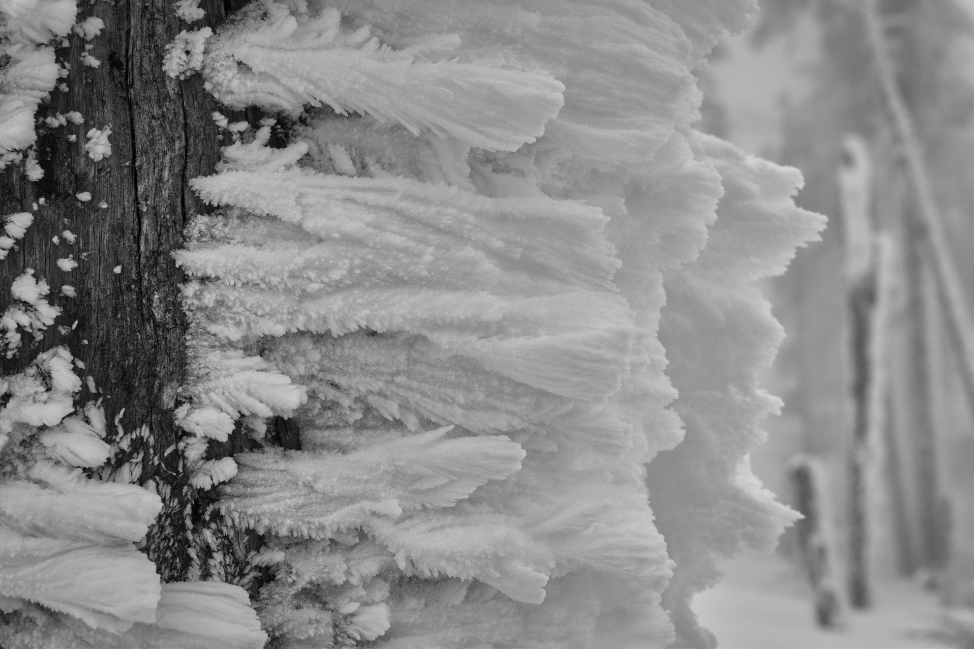 mt_spokane_snow_tree_trunk.jpg