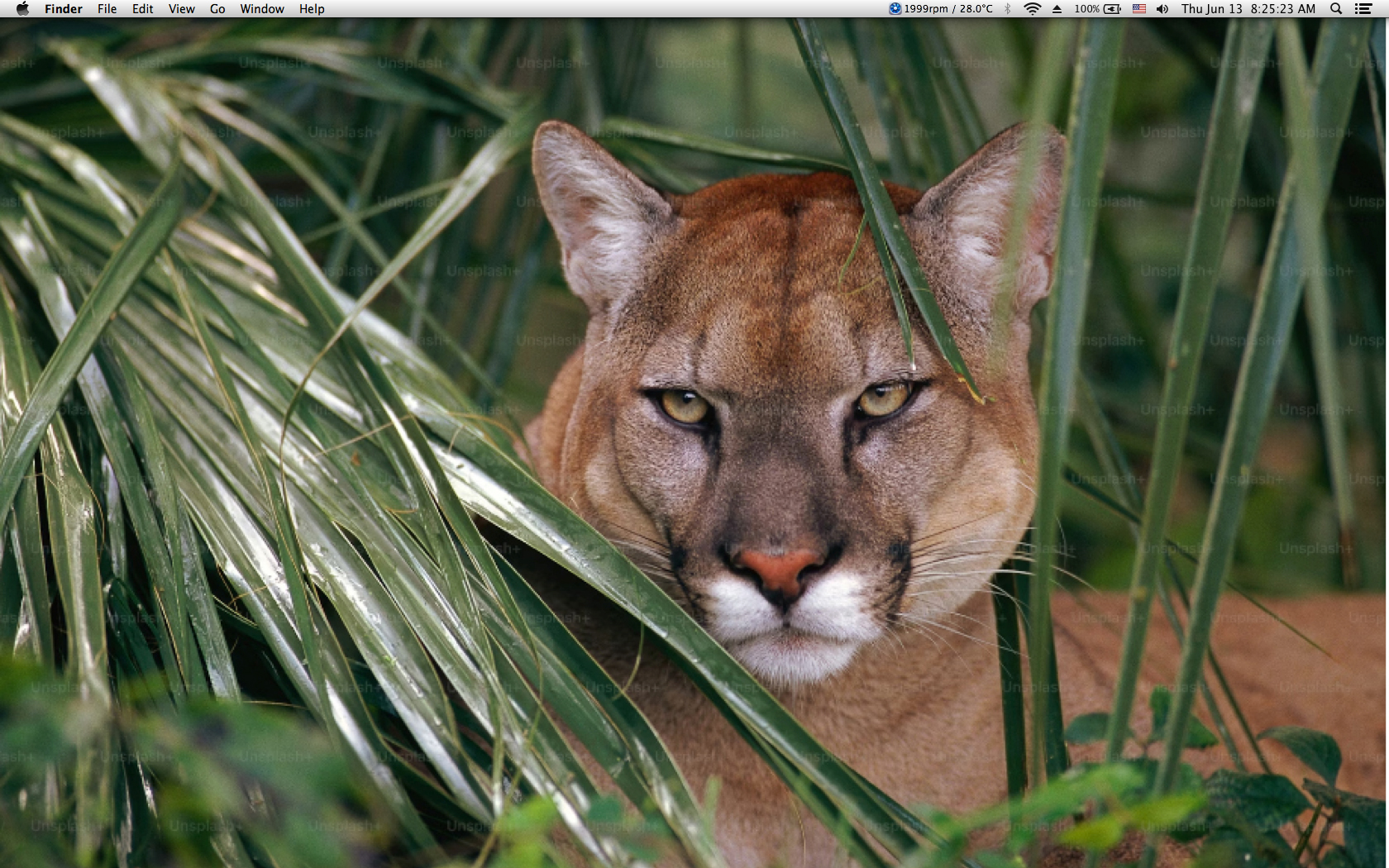 mtn lion desktop.jpg