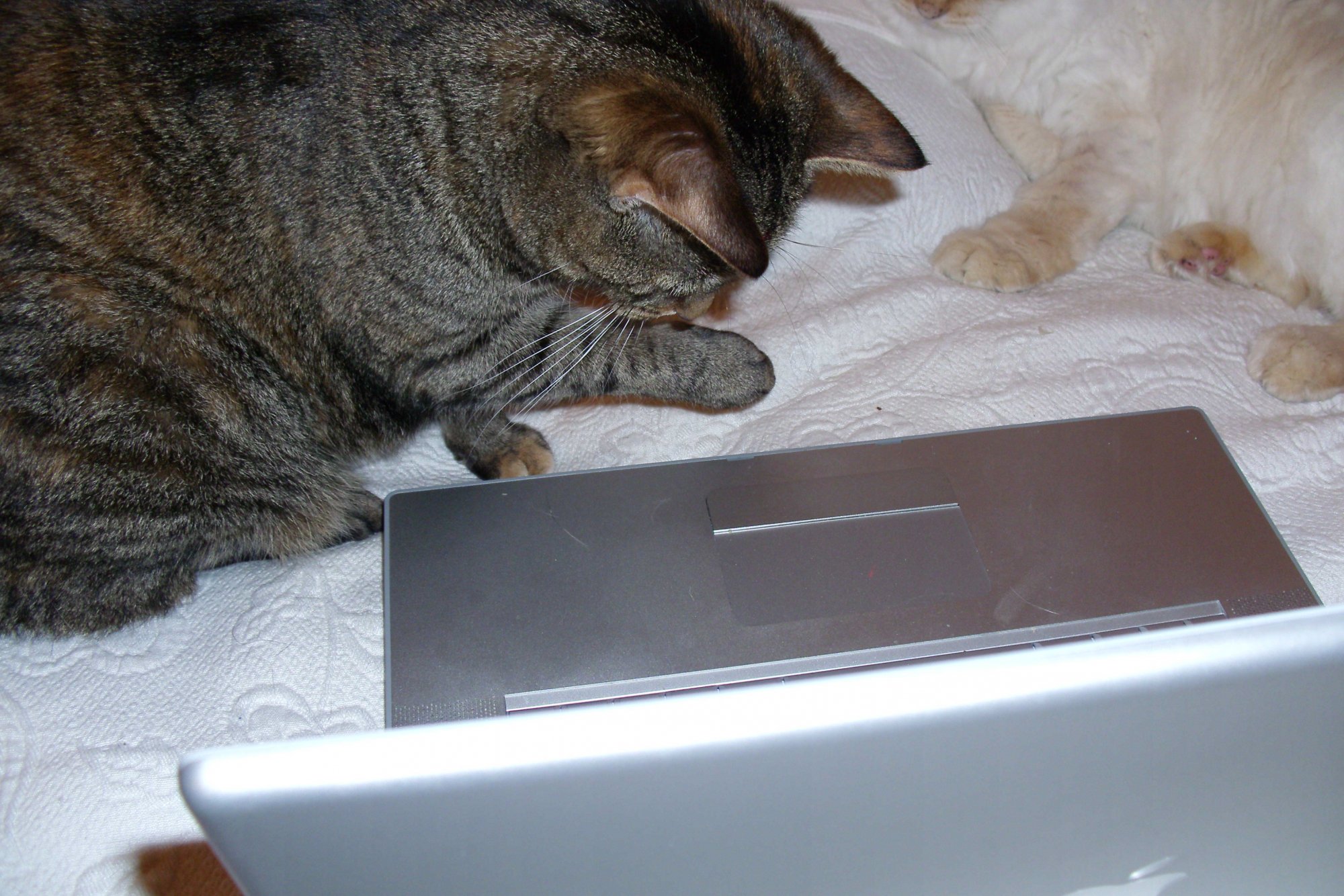 Mulder checking Macbook Pro for traps.jpg