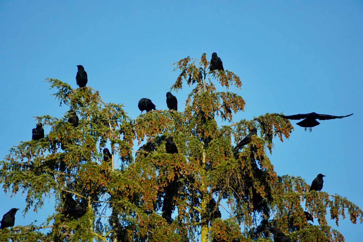 Murder of crows before sunset.jpg