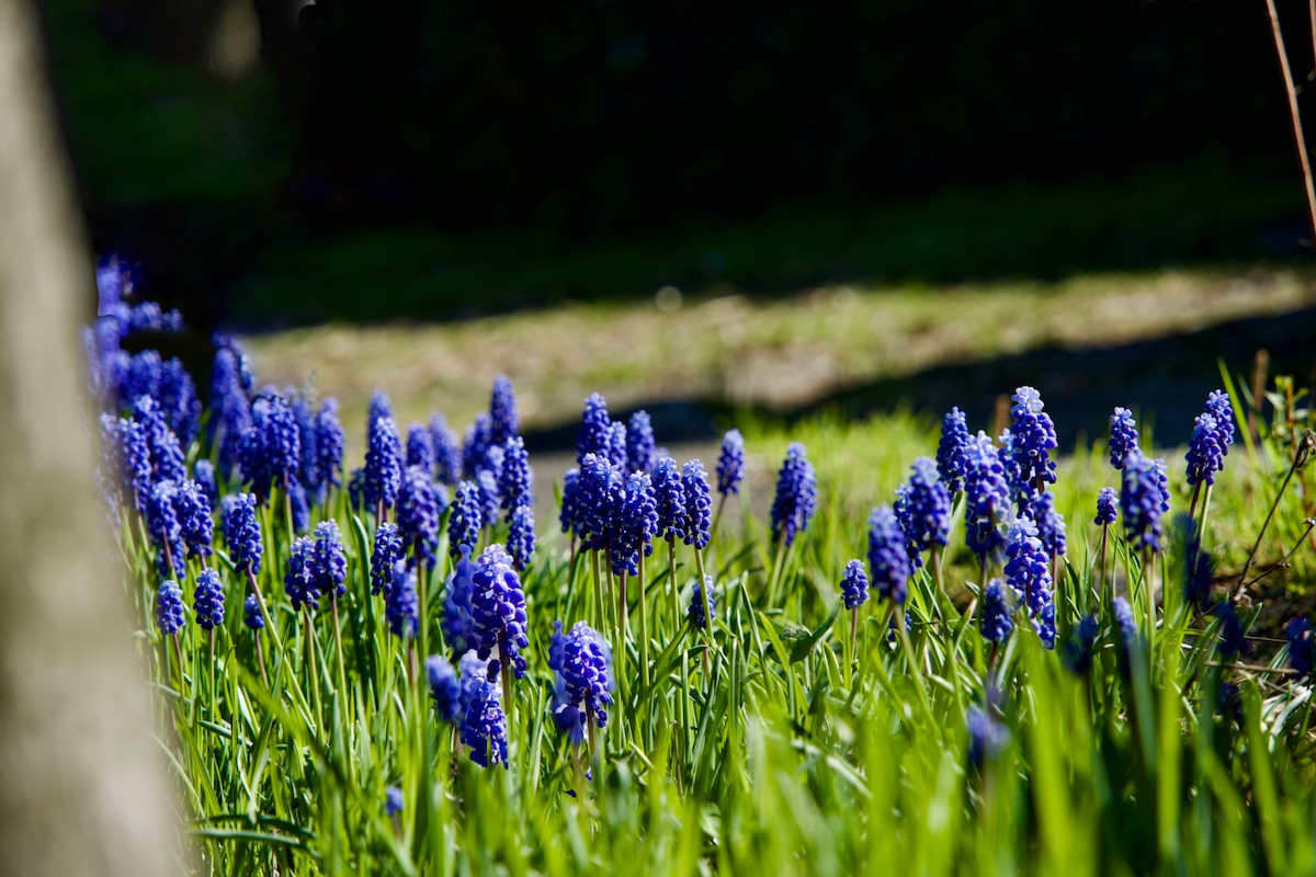 Muscari2.jpeg