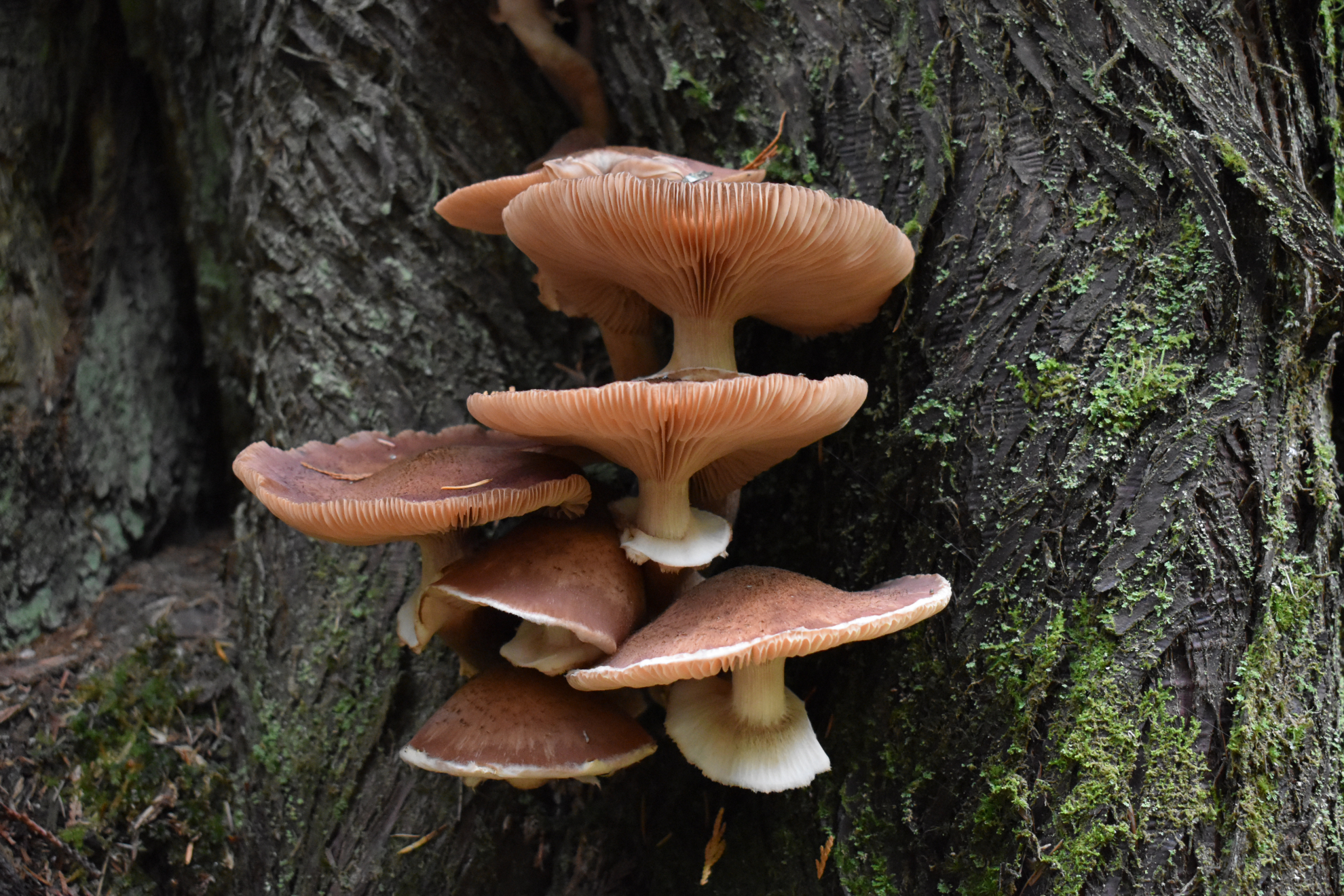 Mushrooms_Bead_Lake_WA_Trail.jpeg