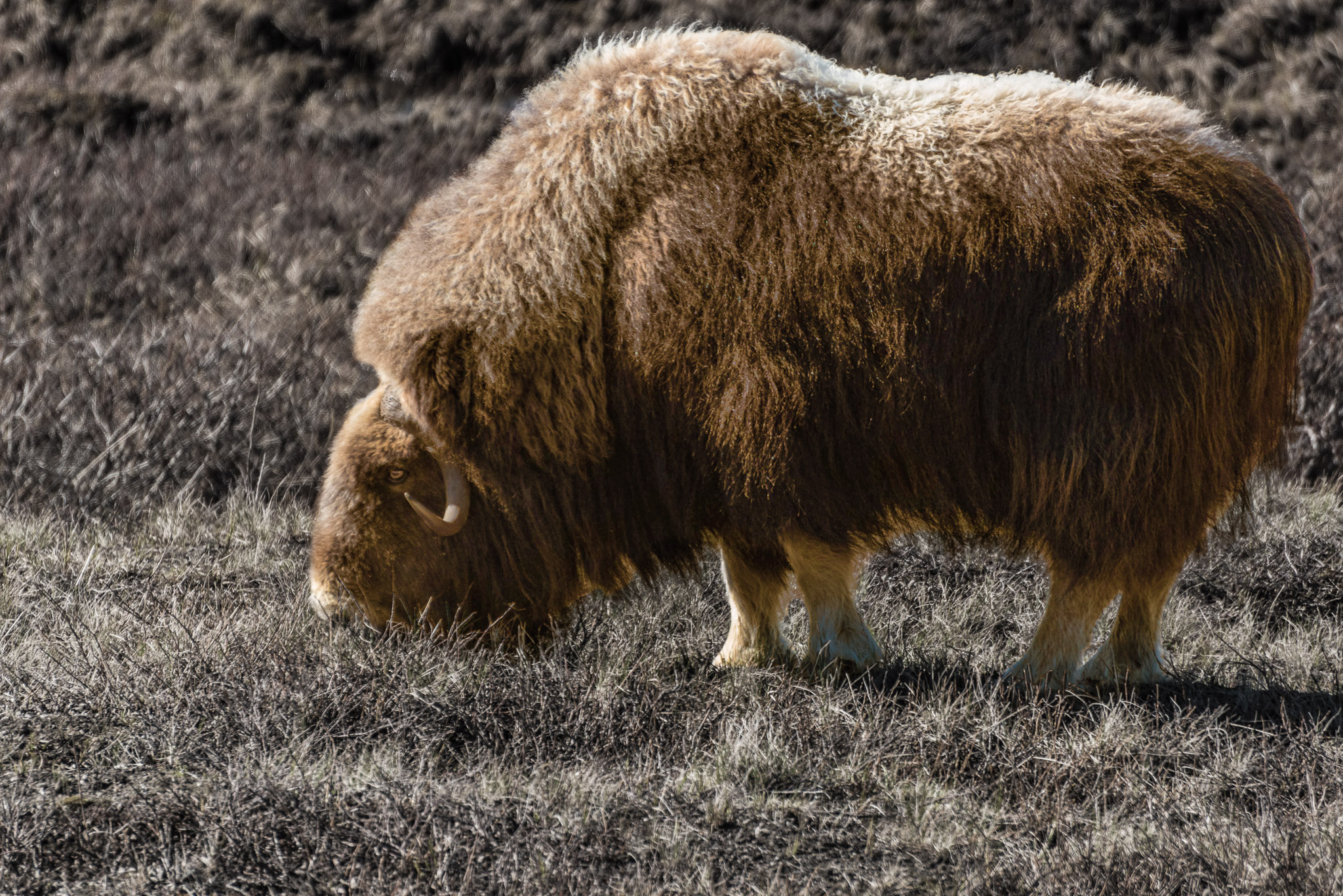 Musk_Ox_1.jpg