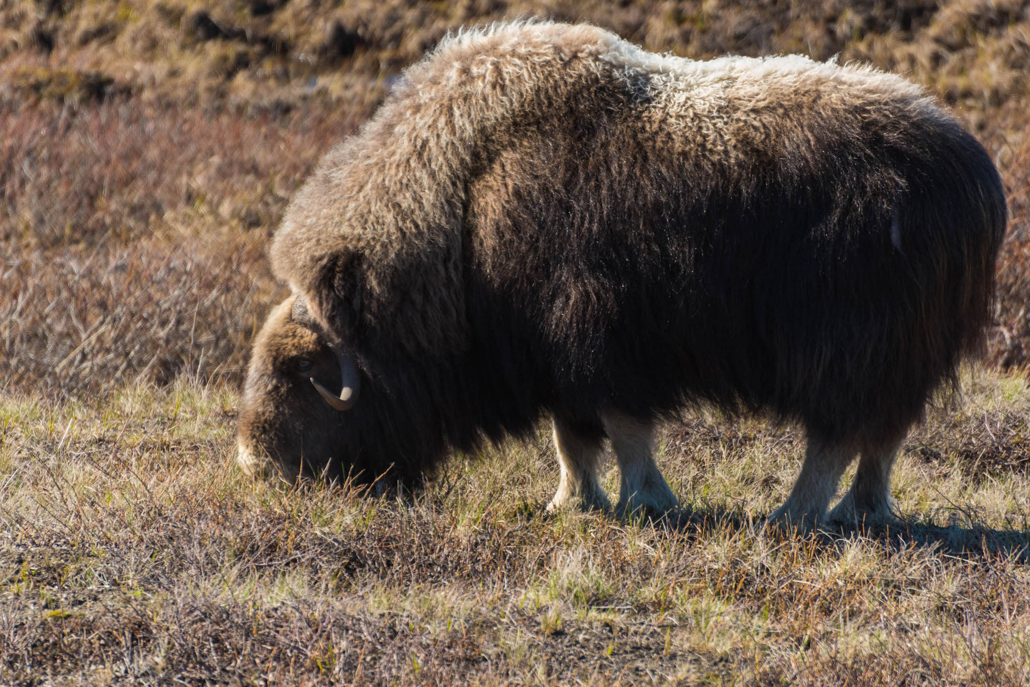 Musk_Ox_Orig.jpg