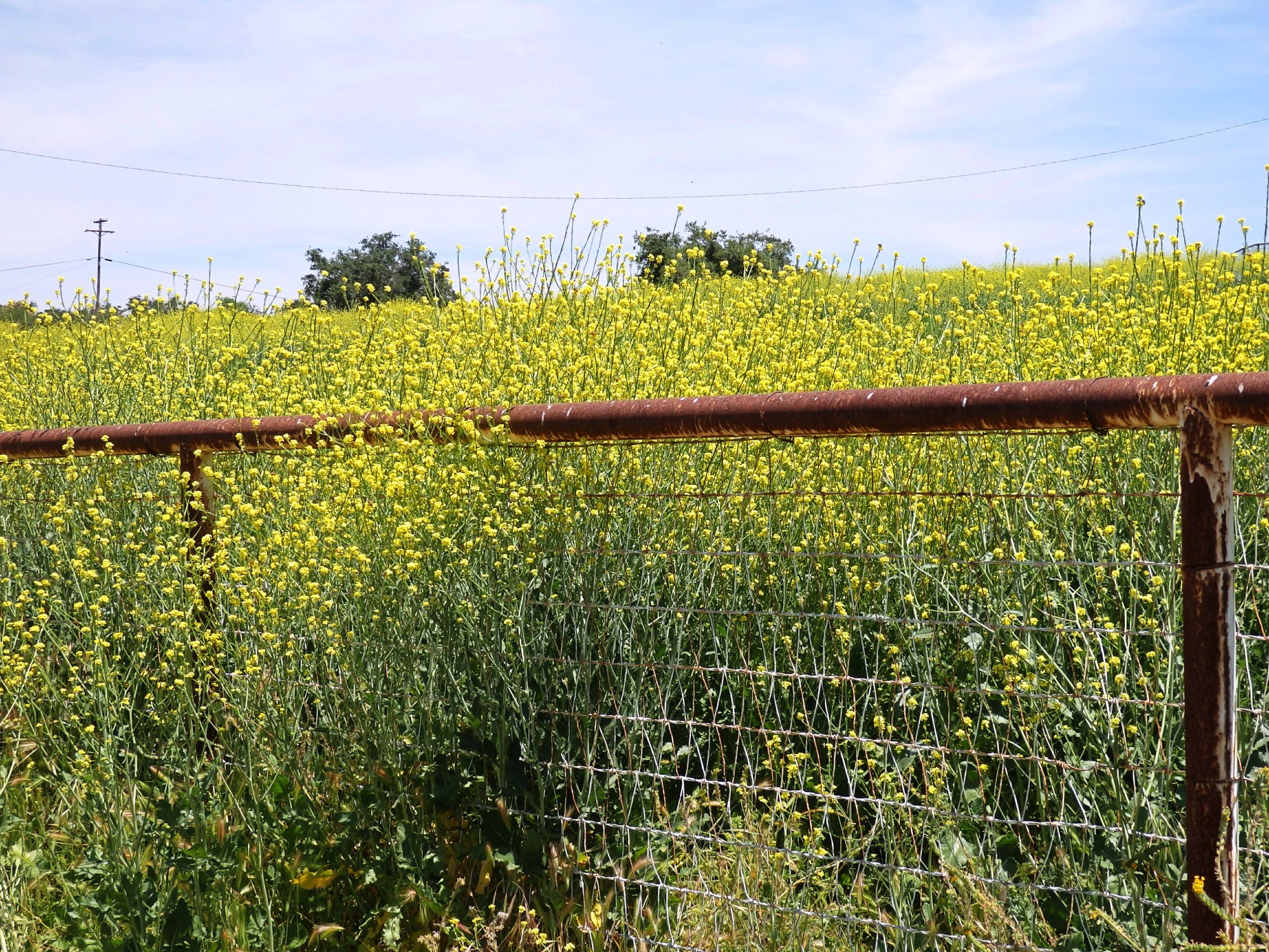 mustard weed invasion x.jpg