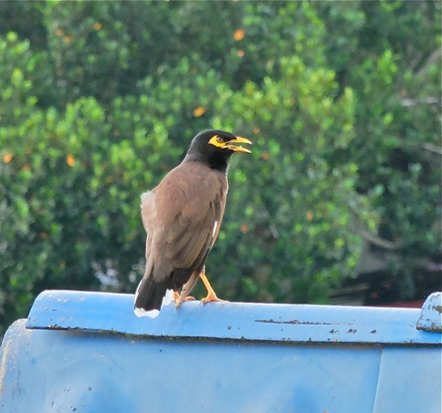 Myna.jpg