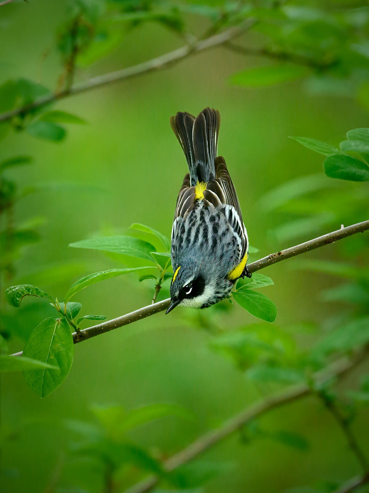 Myrtle Warbler 5.jpg