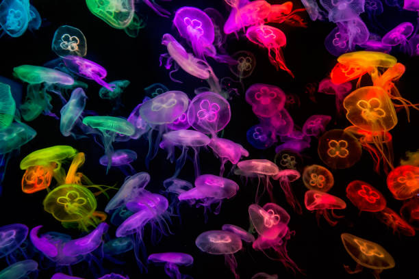 Neon Jelly Fish.jpg