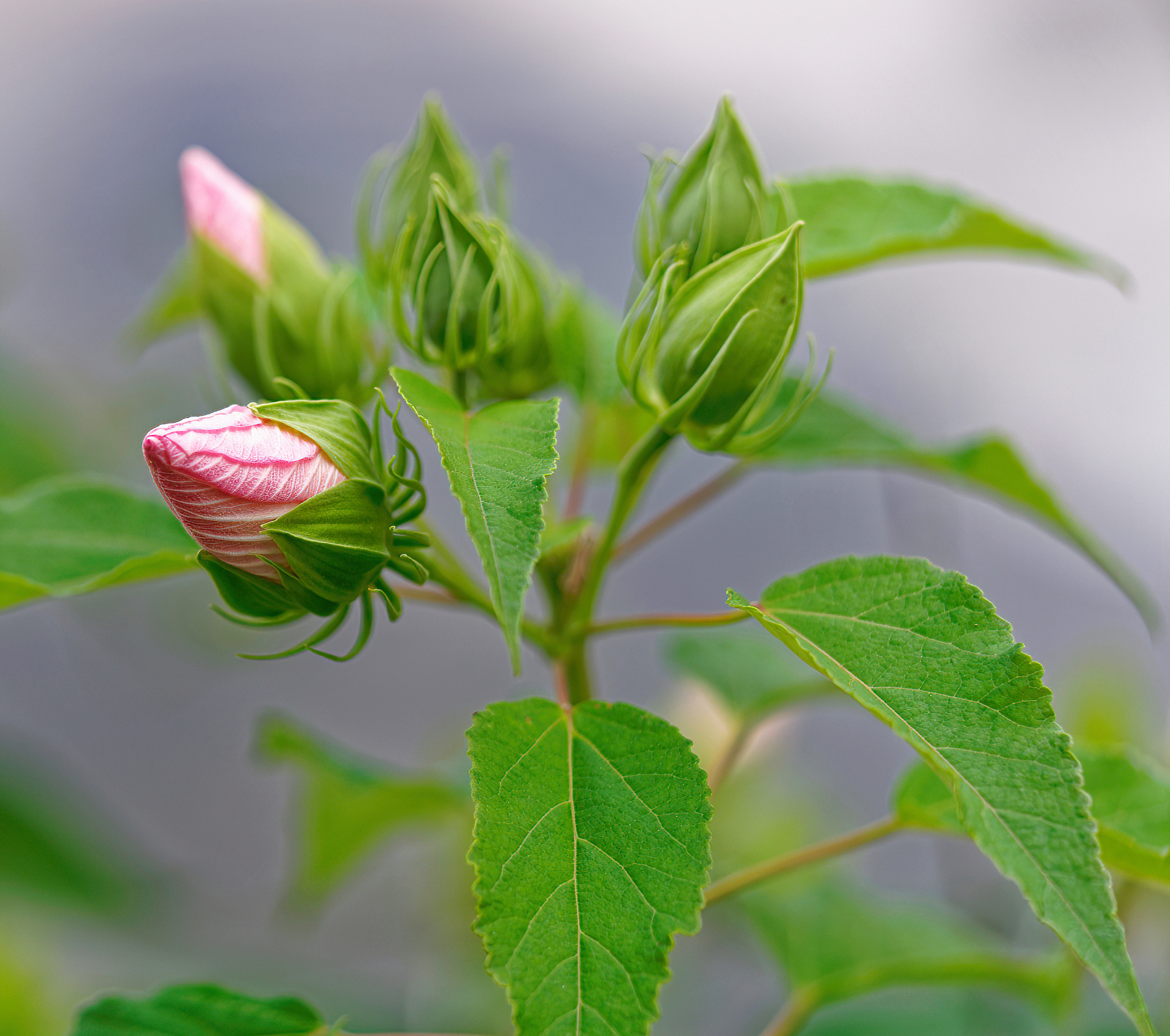 New Blossoms Almost Ready to Bloom.jpeg