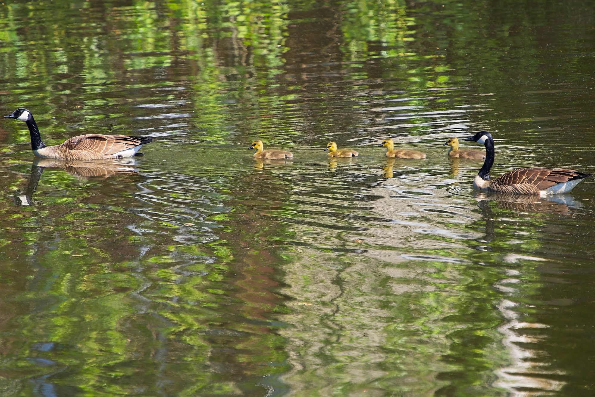 New Goose Family on the Lake!.jpeg