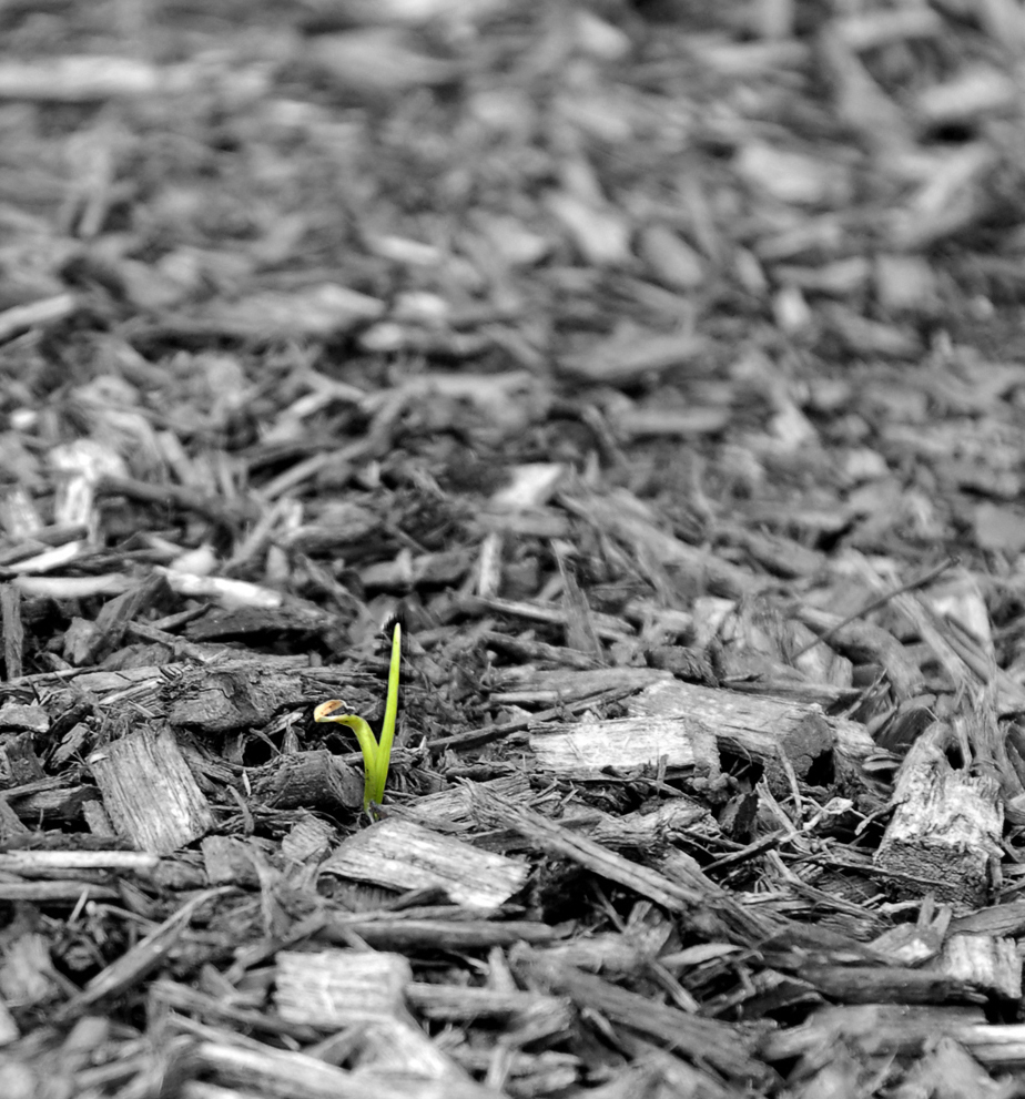 new grass-1-selective color.jpg