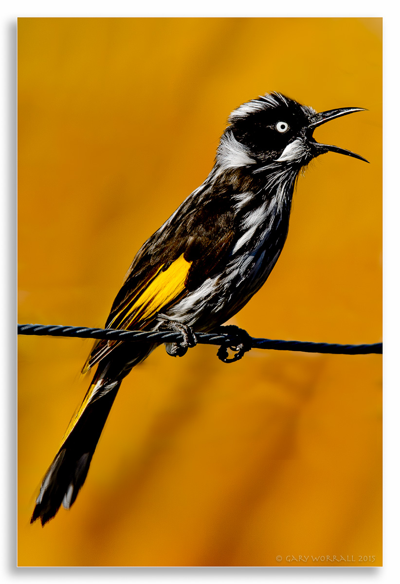 New Holland Honeyeater.jpg