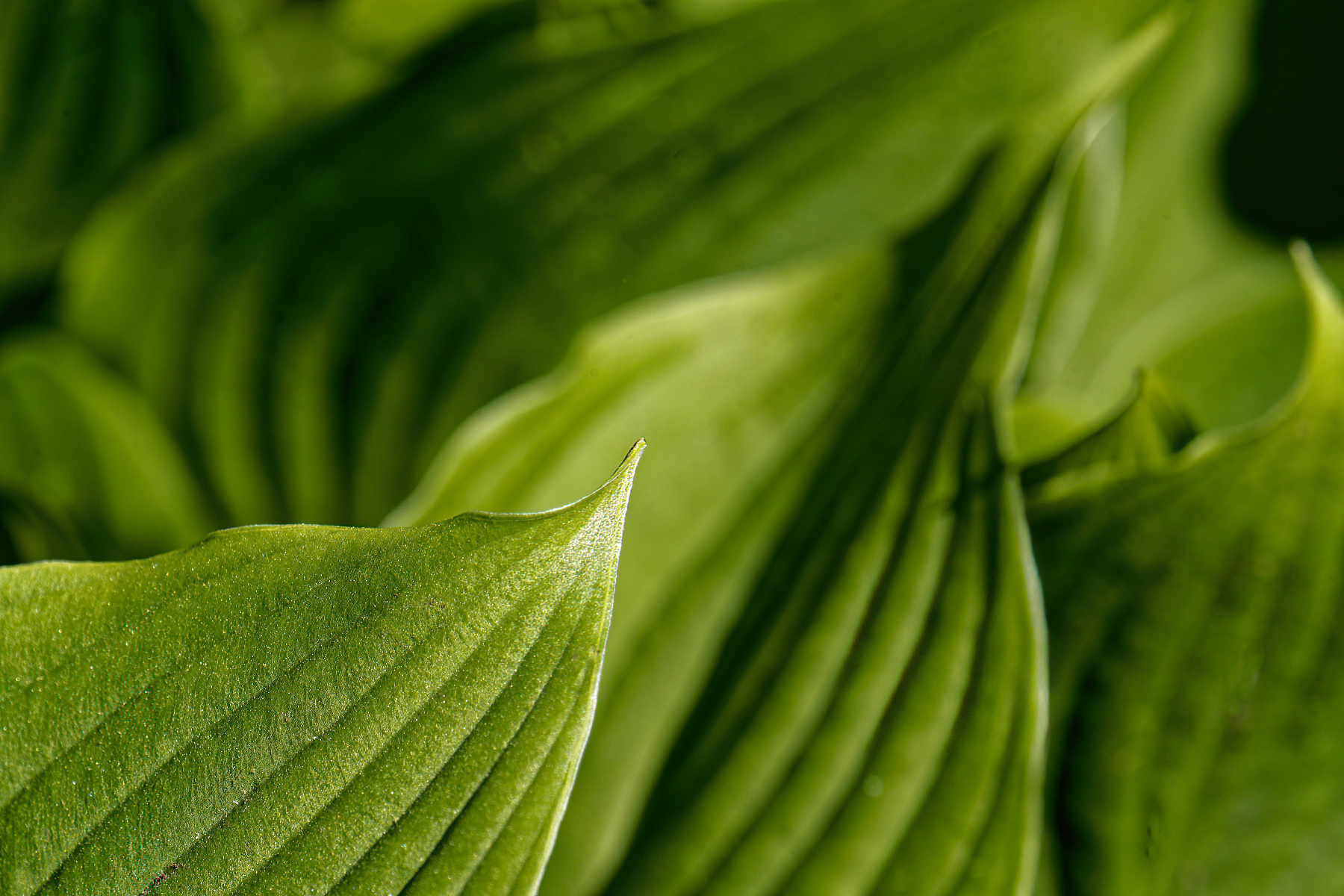 New Hostas Springing to Life.jpeg