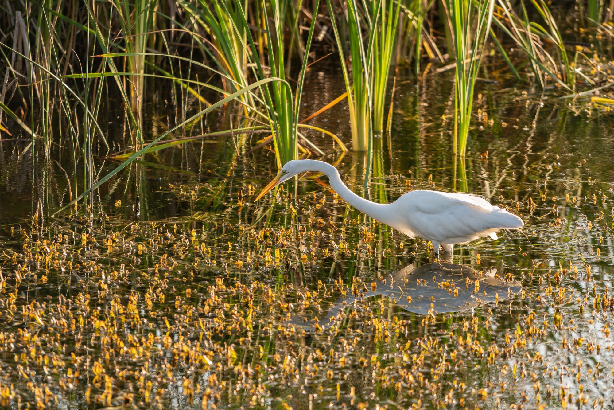 Newton Park WG - 2500px-4.jpg