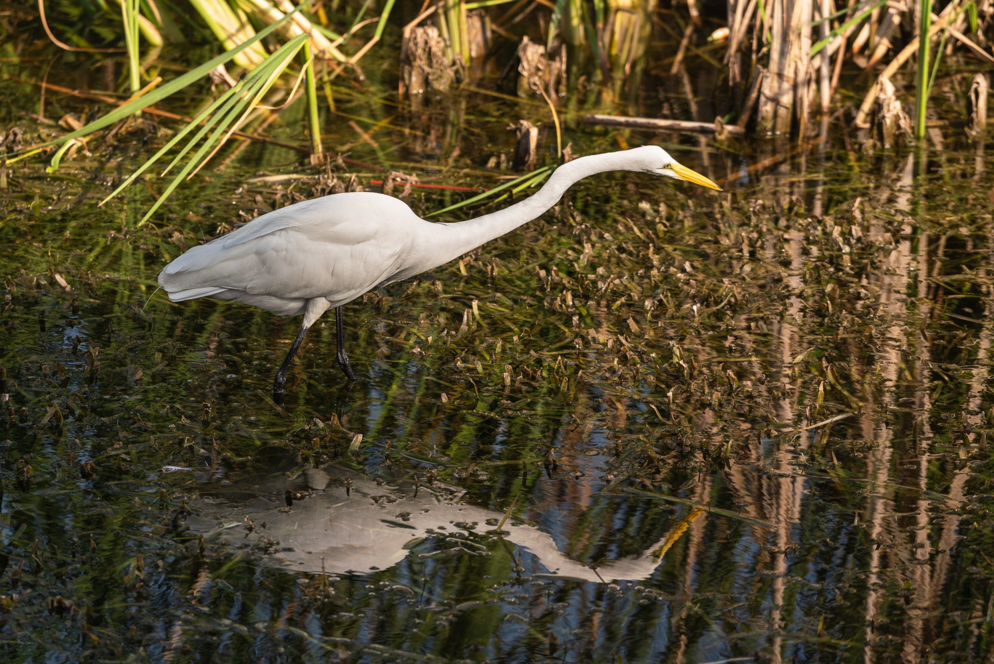 Newton Park WG - 2500px-46.jpg