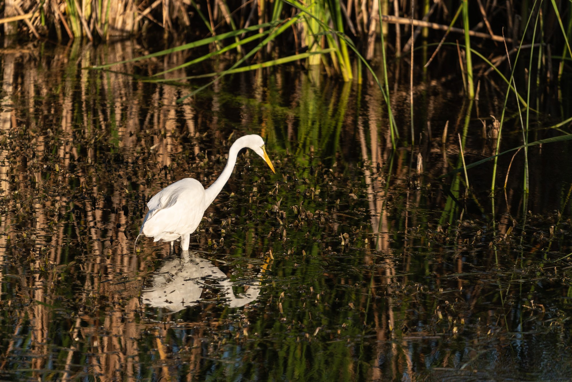 Newton Park WG - 2500px-5.jpg