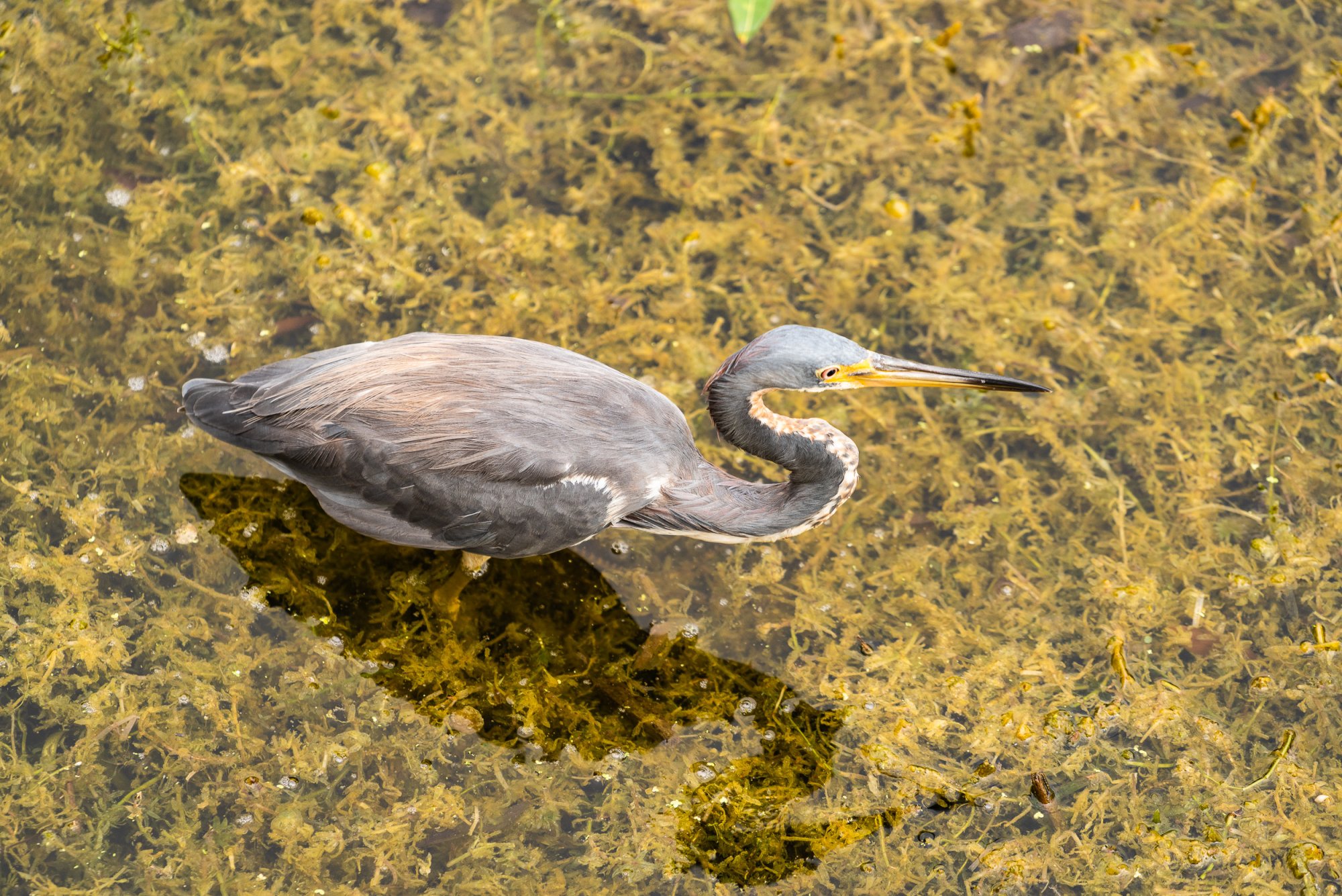 Newton Park WG - 2500px-60.jpg