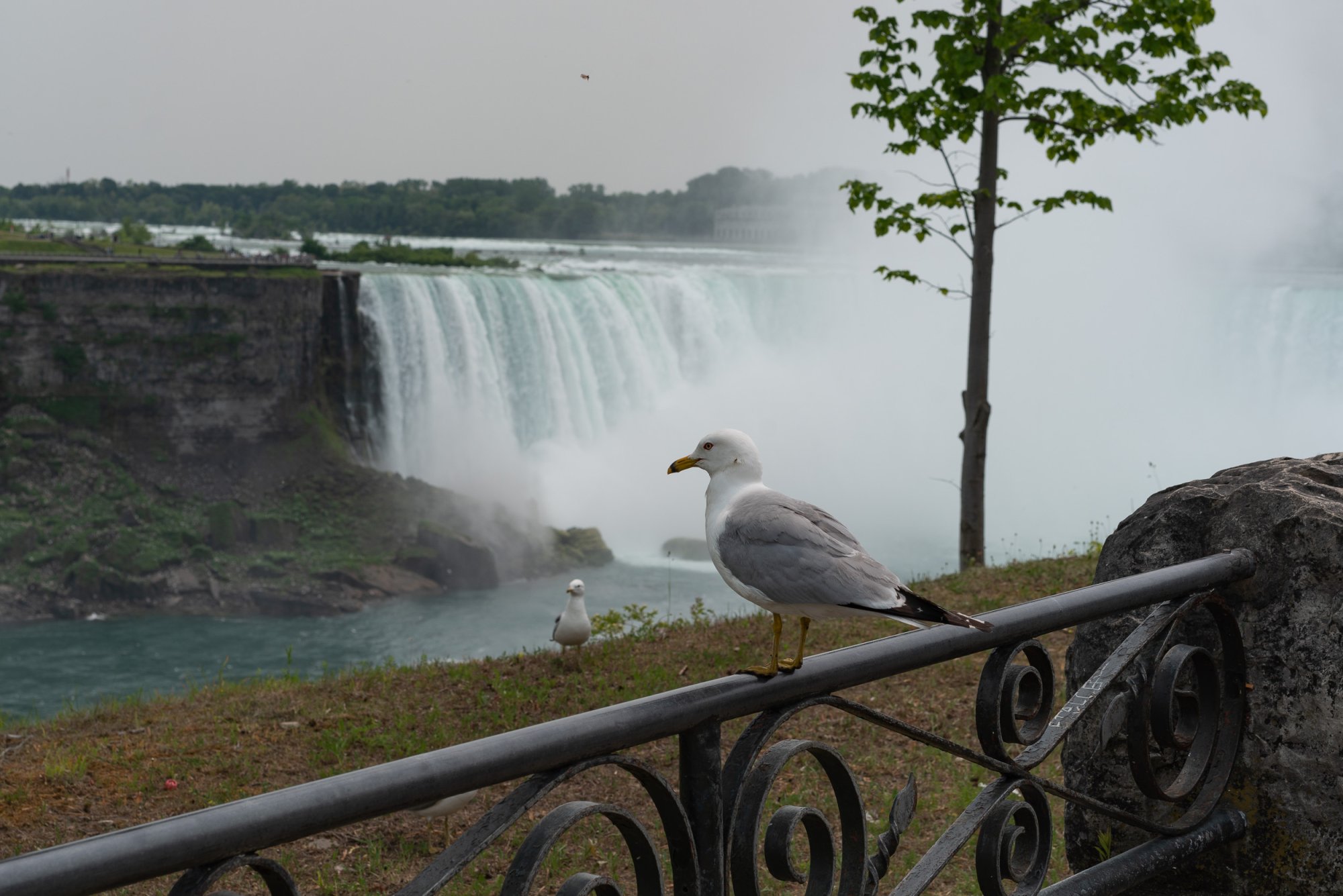 Niagra 2500px-111.jpg