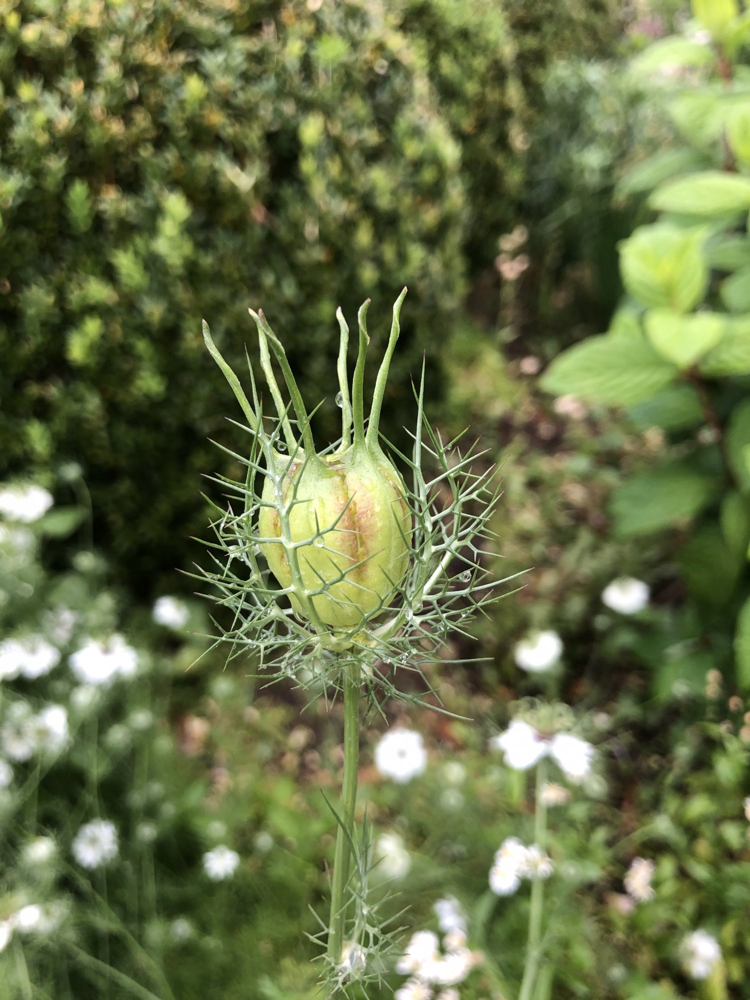 nigella_damascena.jpg