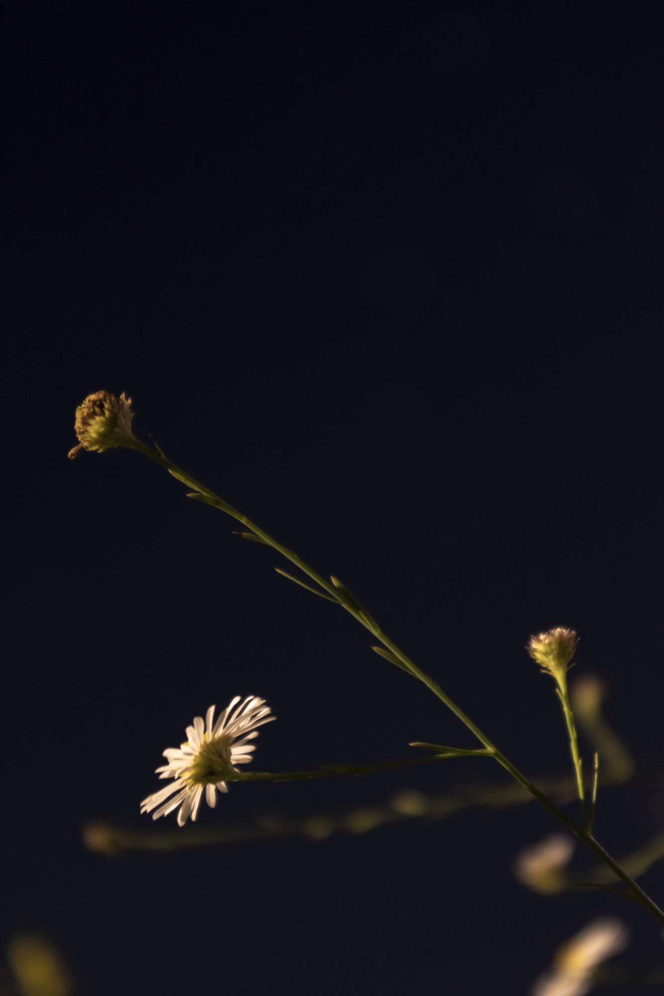 Night Flowers.jpg