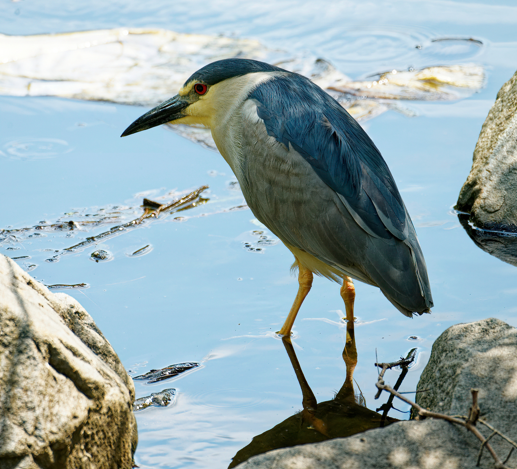 Night Heron on the Rocks.jpeg