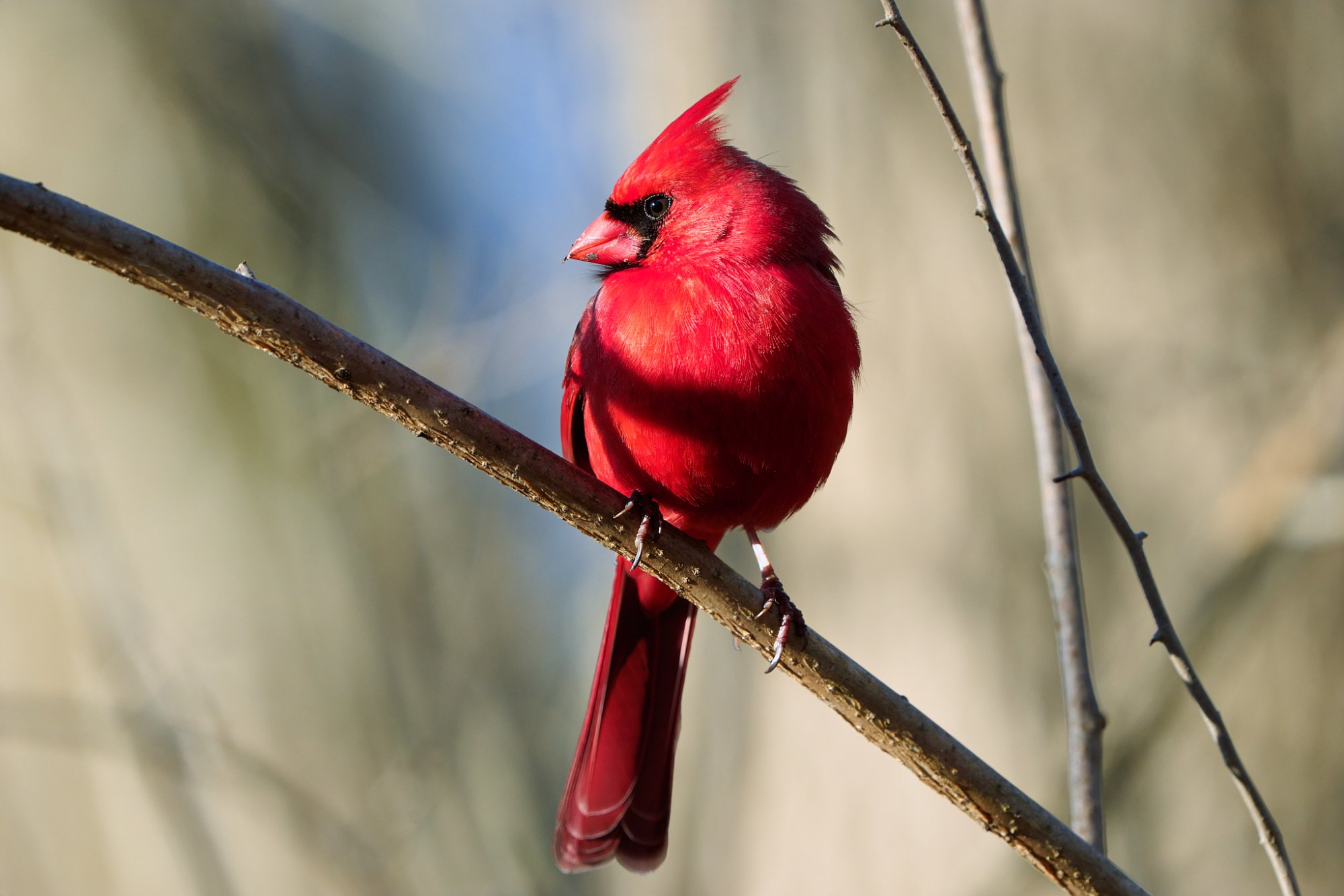 northern-cardinal-0006-24-06-06.jpg