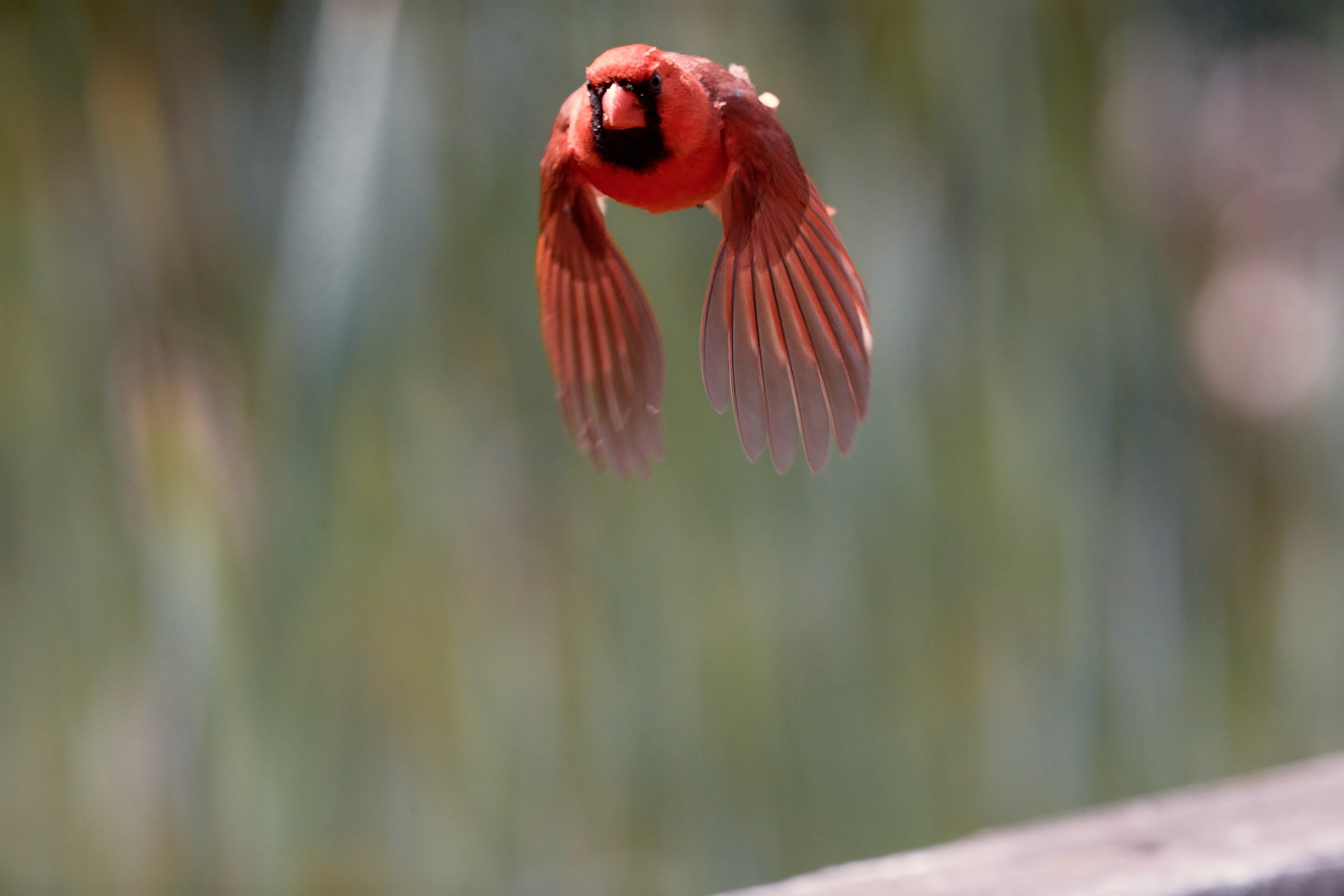 northern-cardinal-0010-24-06-30.jpg