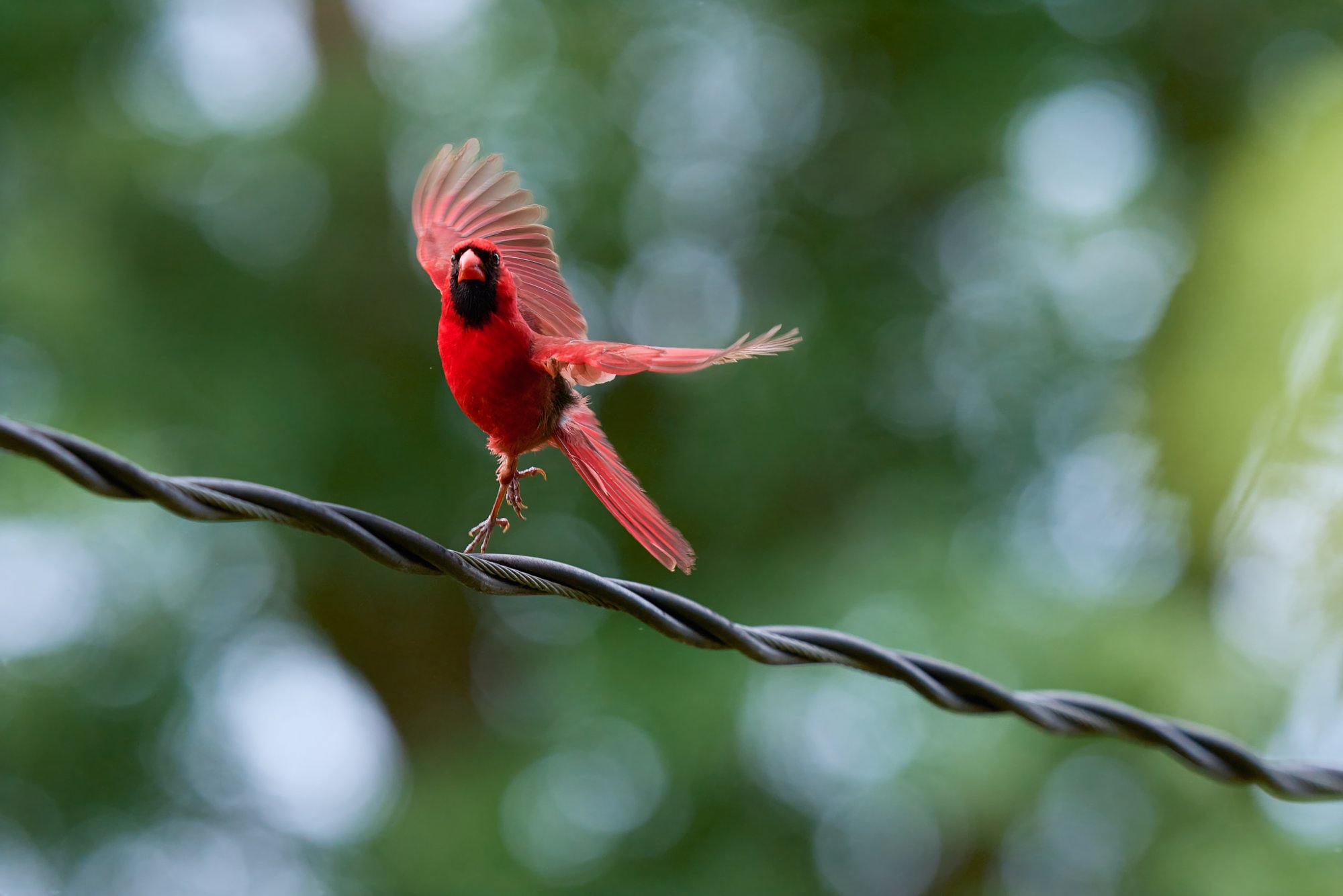 northern-cardinal-0174-24-06-25.jpg